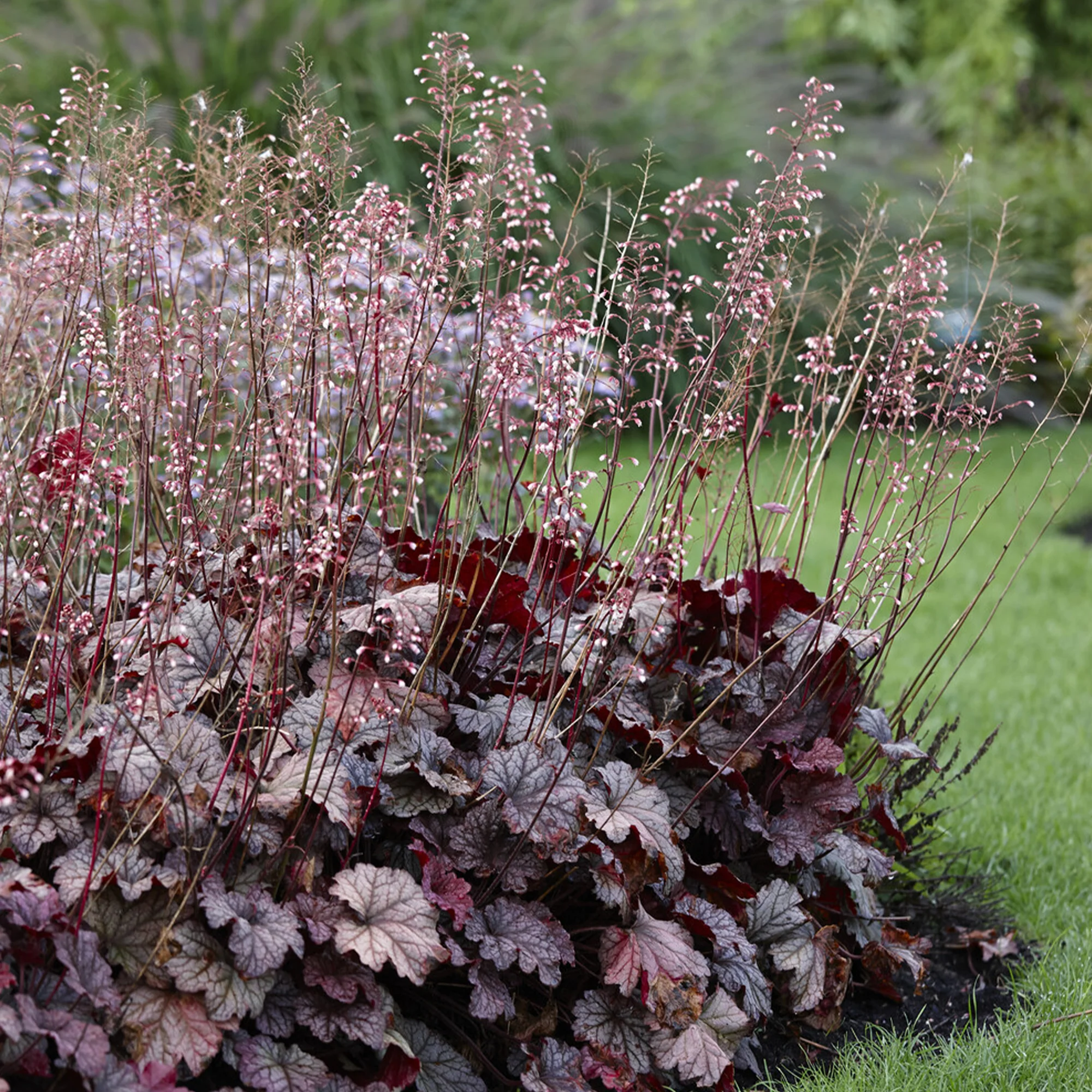 Purperklokje 'Berry Smoothie'