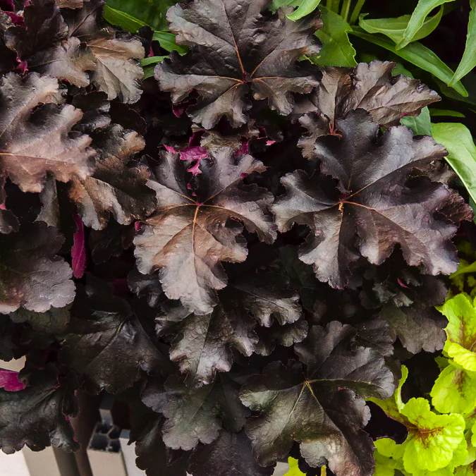 Purperklokje Black Pearl - Image 3