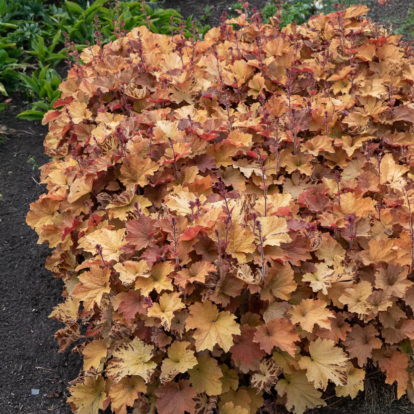 Purperklokje Caramel