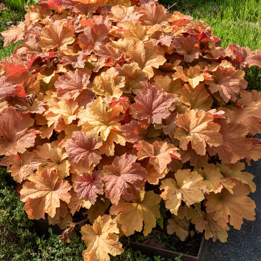 Purperklokje Caramel - Image 2