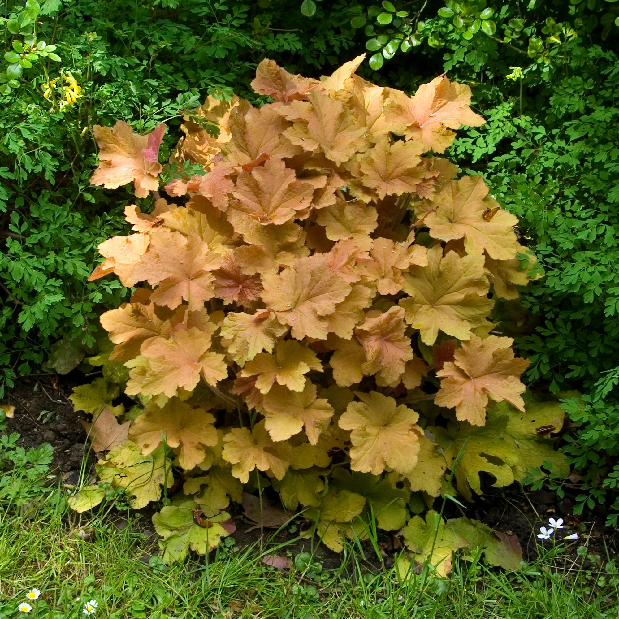 Purperklokje Caramel - Image 3