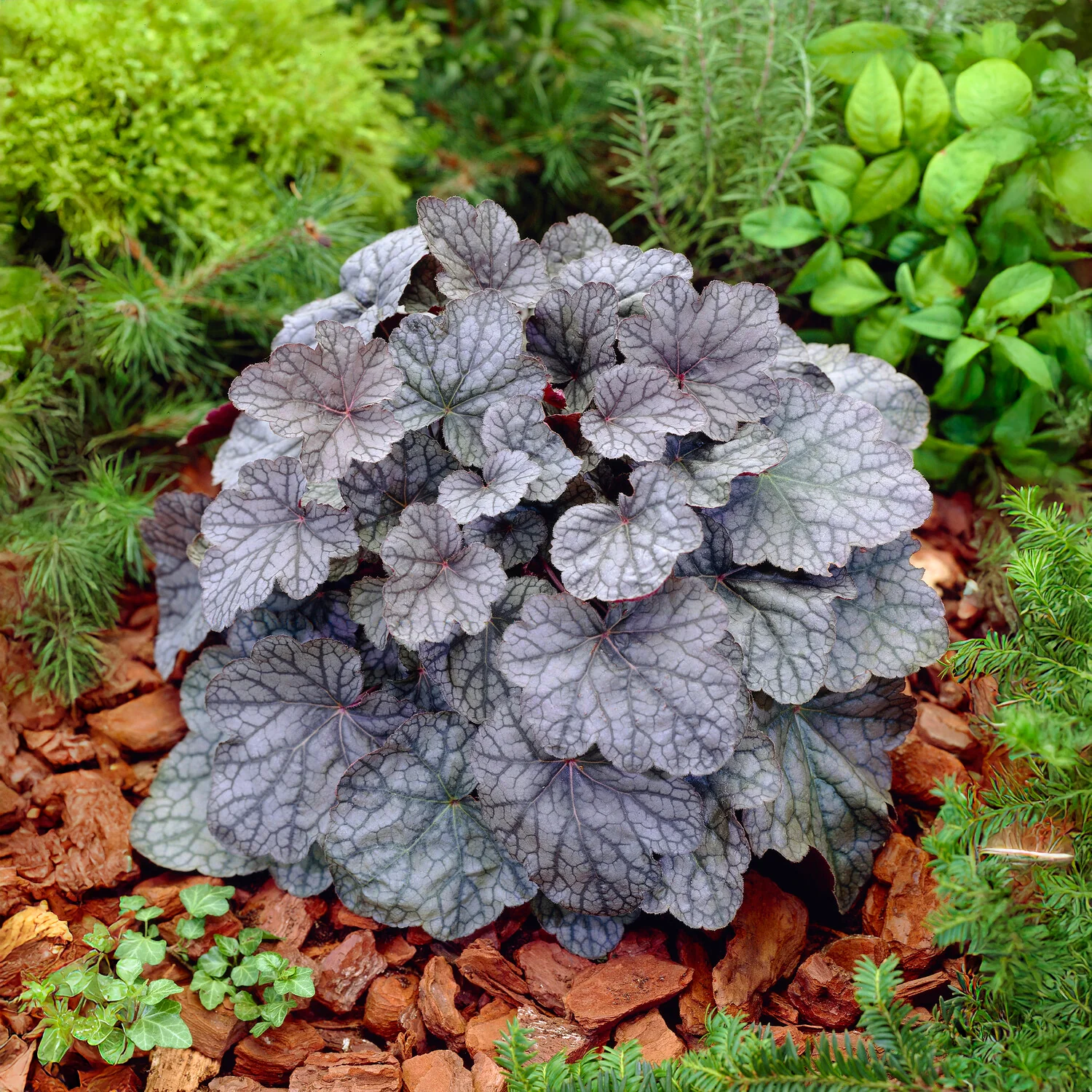 Purperklokje 'Cascade Dawn'