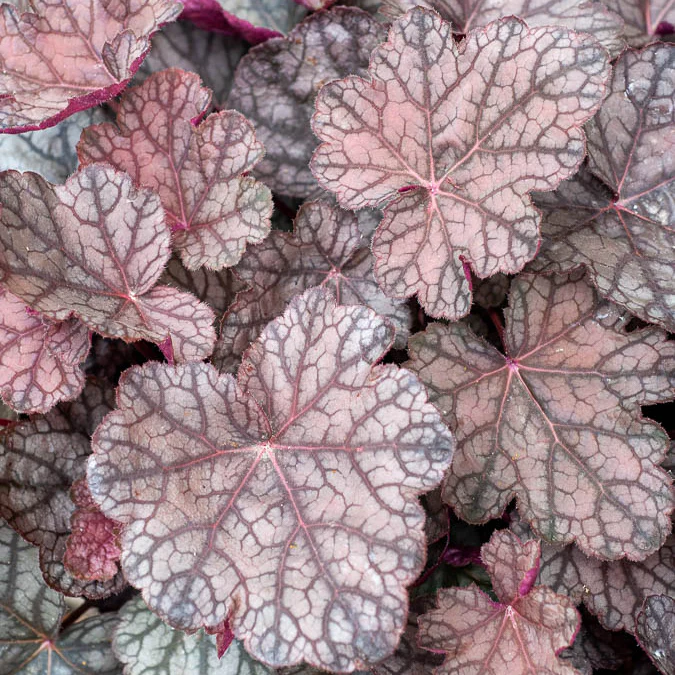 Purperklokje 'Cascade Dawn' - Image 2