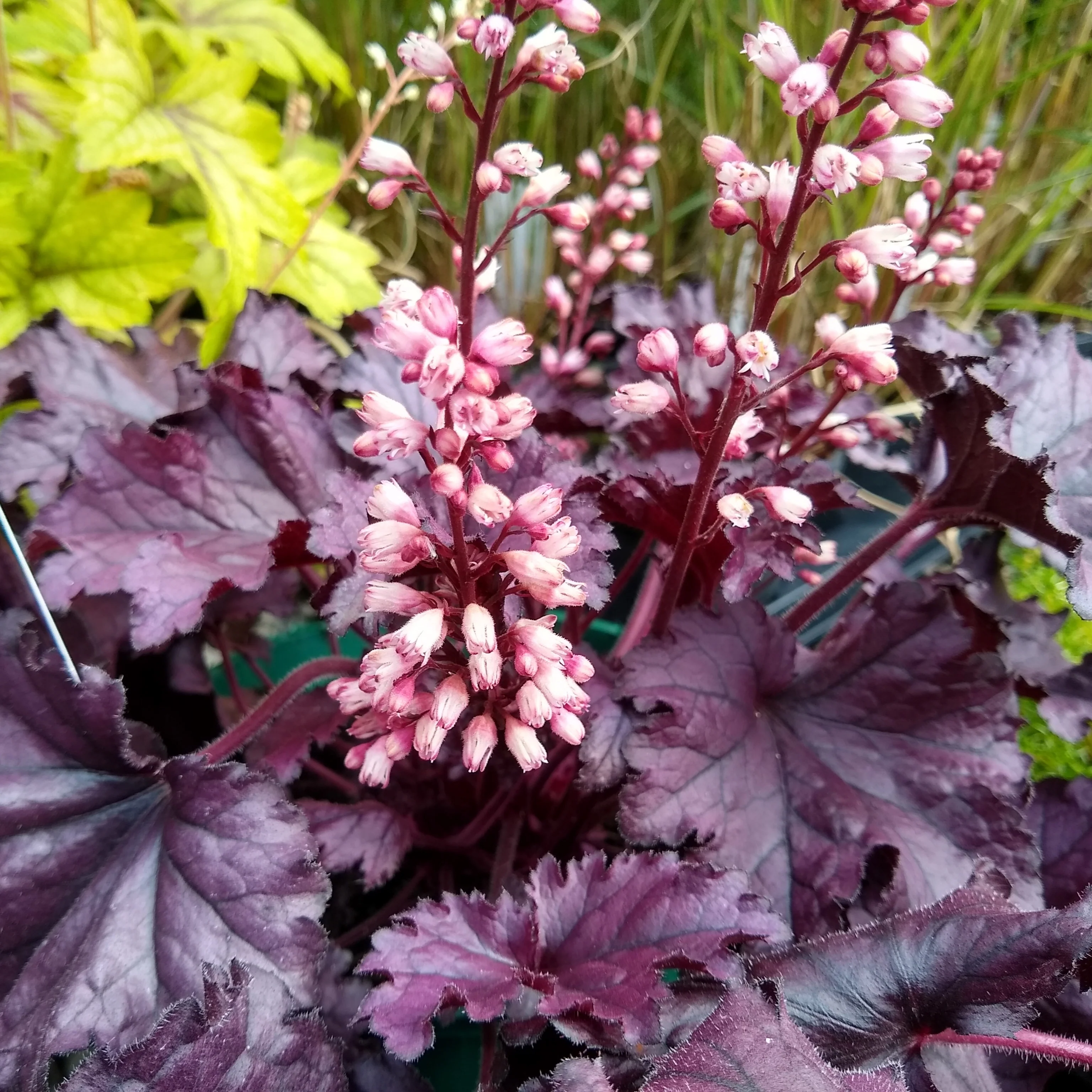 Purperklokje 'Cassis' - Image 2