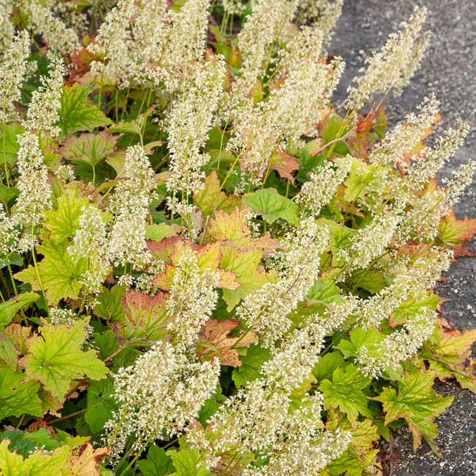 Purperklokje Chantilly - Image 3