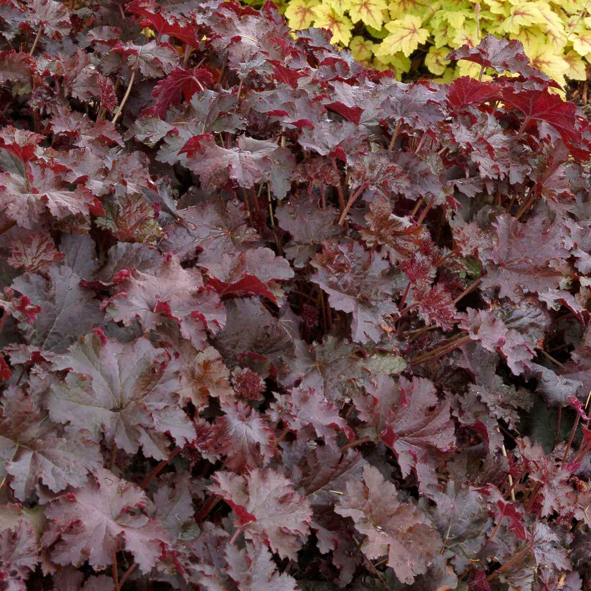 Purperklokje 'Chocolate Ruffles' - Image 4