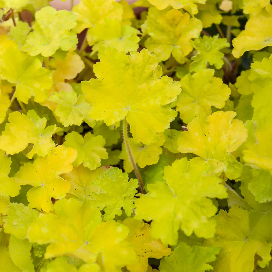 Purperklokje 'Citronelle' ®