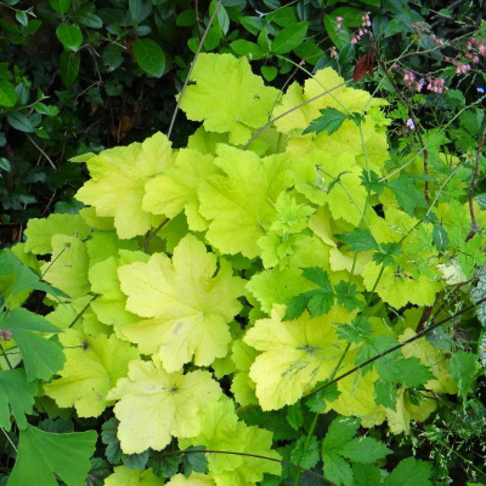 Purperklokje 'Citronelle' ® - Image 2
