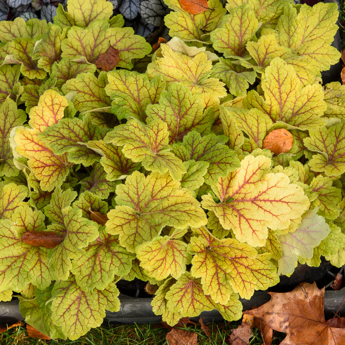 Purperklokje Electra - Image 3