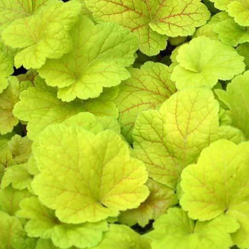 Purperklokje Electric Lime