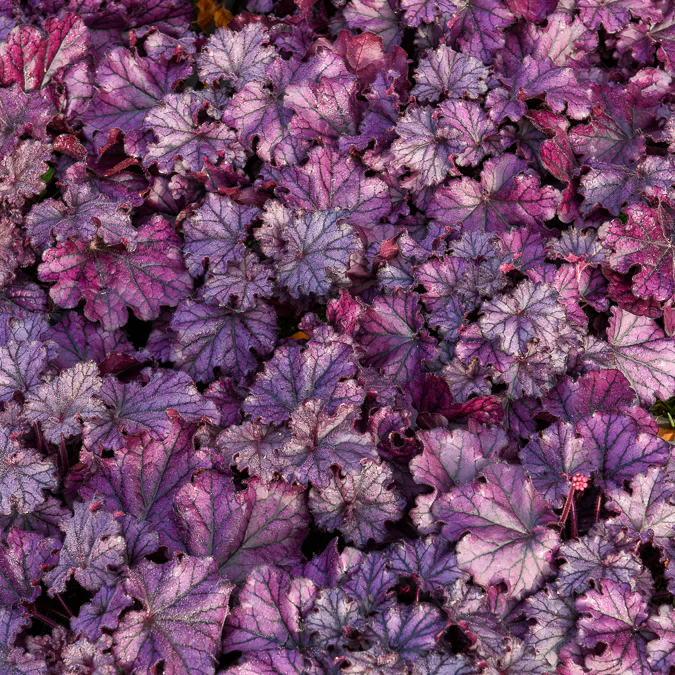 Purperklokje Forever Purple - Image 3