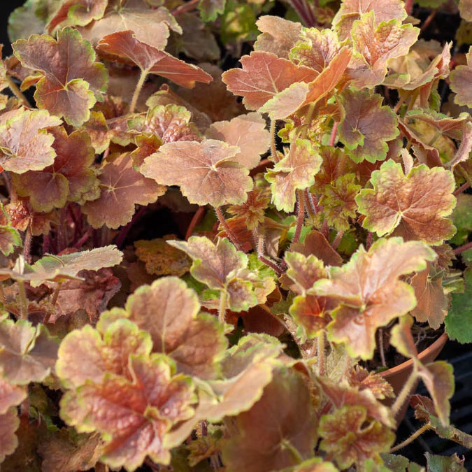 Purperklokje Miracle'®