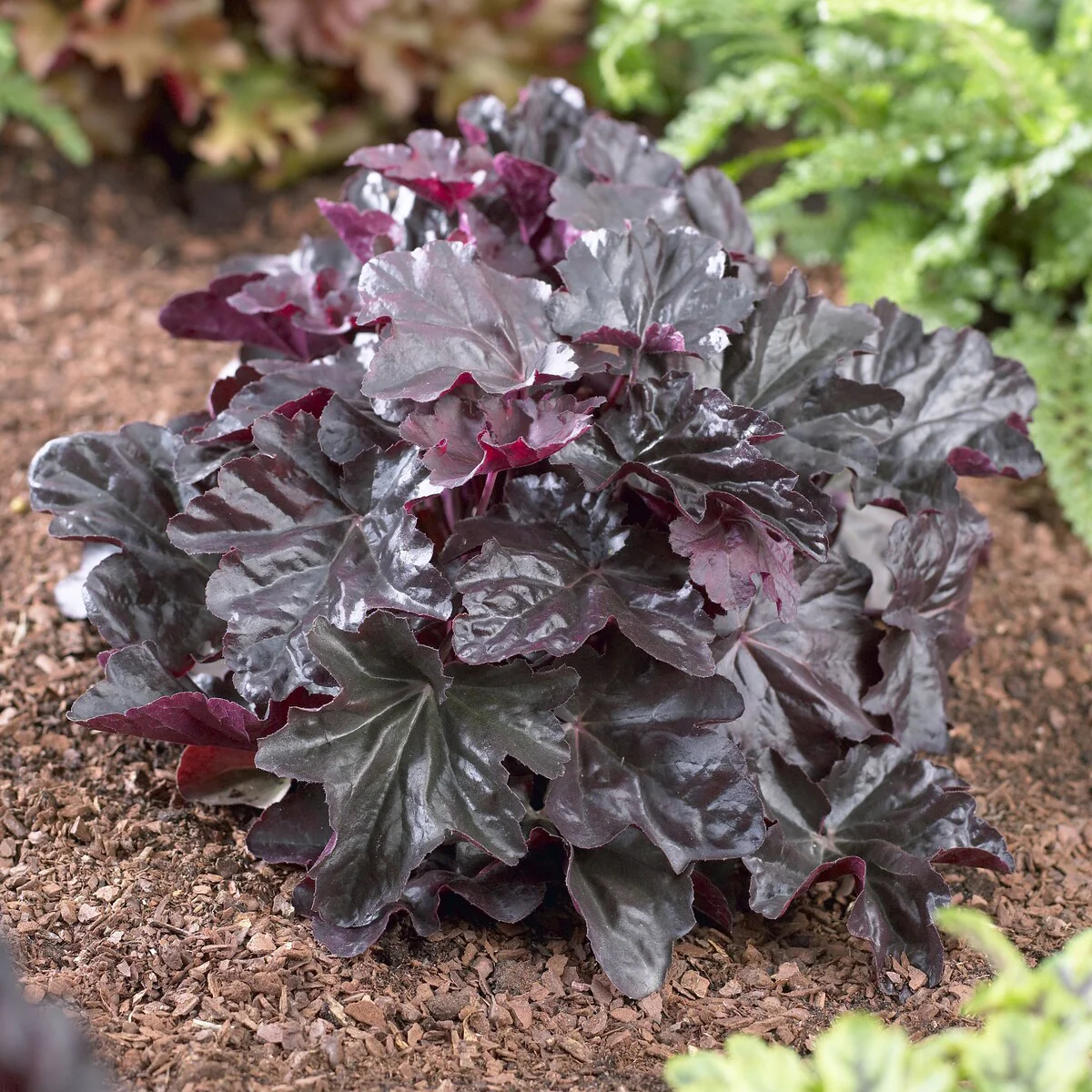 Purperklokje Obsidian
