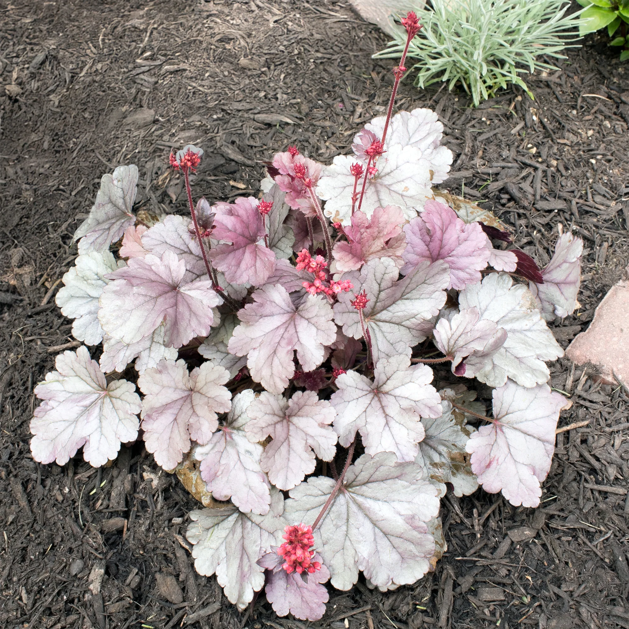 Purperklokje 'Silver Gumdrop'