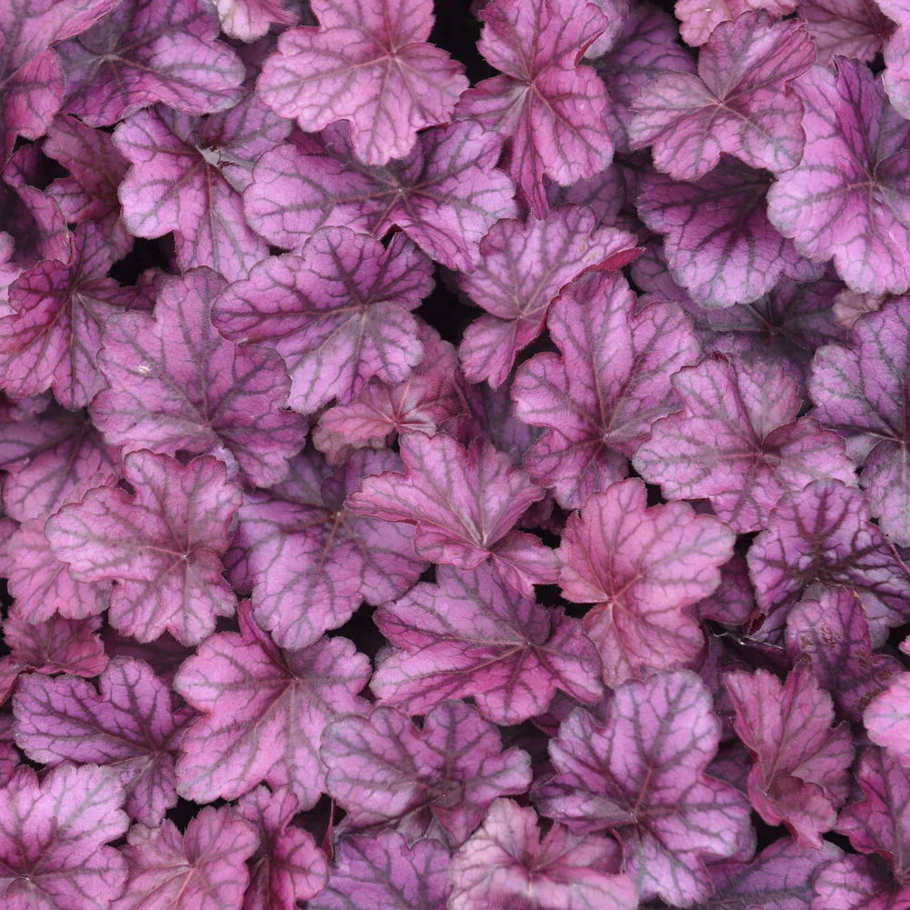 Purperklokje Wild Rose - Image 2