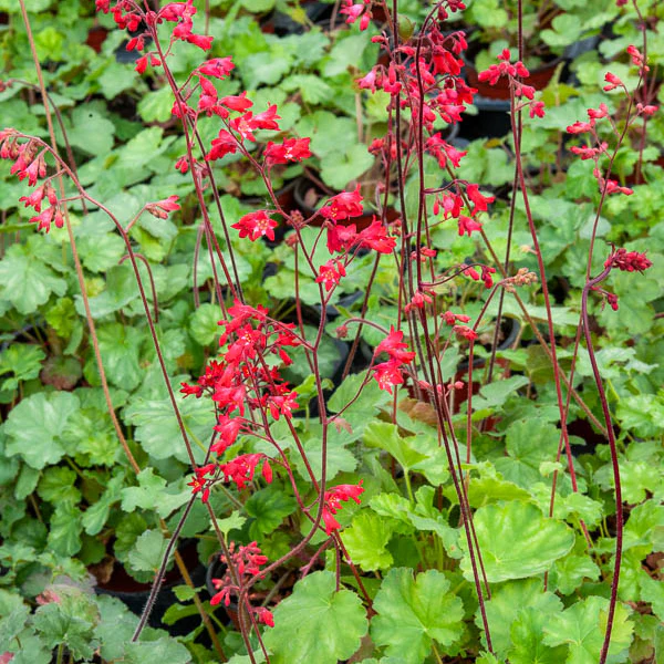 Purperklokjes Leuchtkäfer