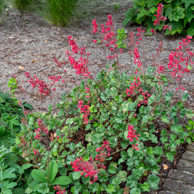 Purperklokjes Leuchtkäfer - Image 2
