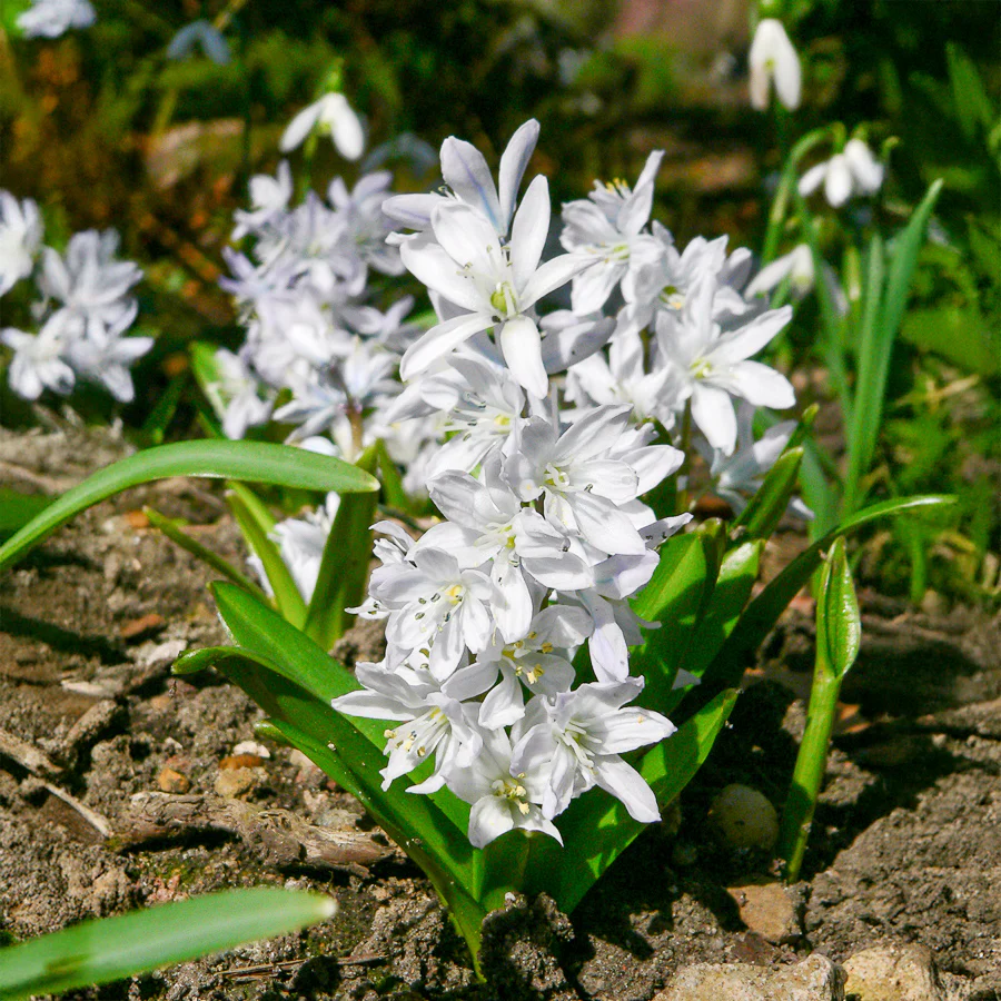 Puschkinia Libanotica Alba (x20) - Image 3