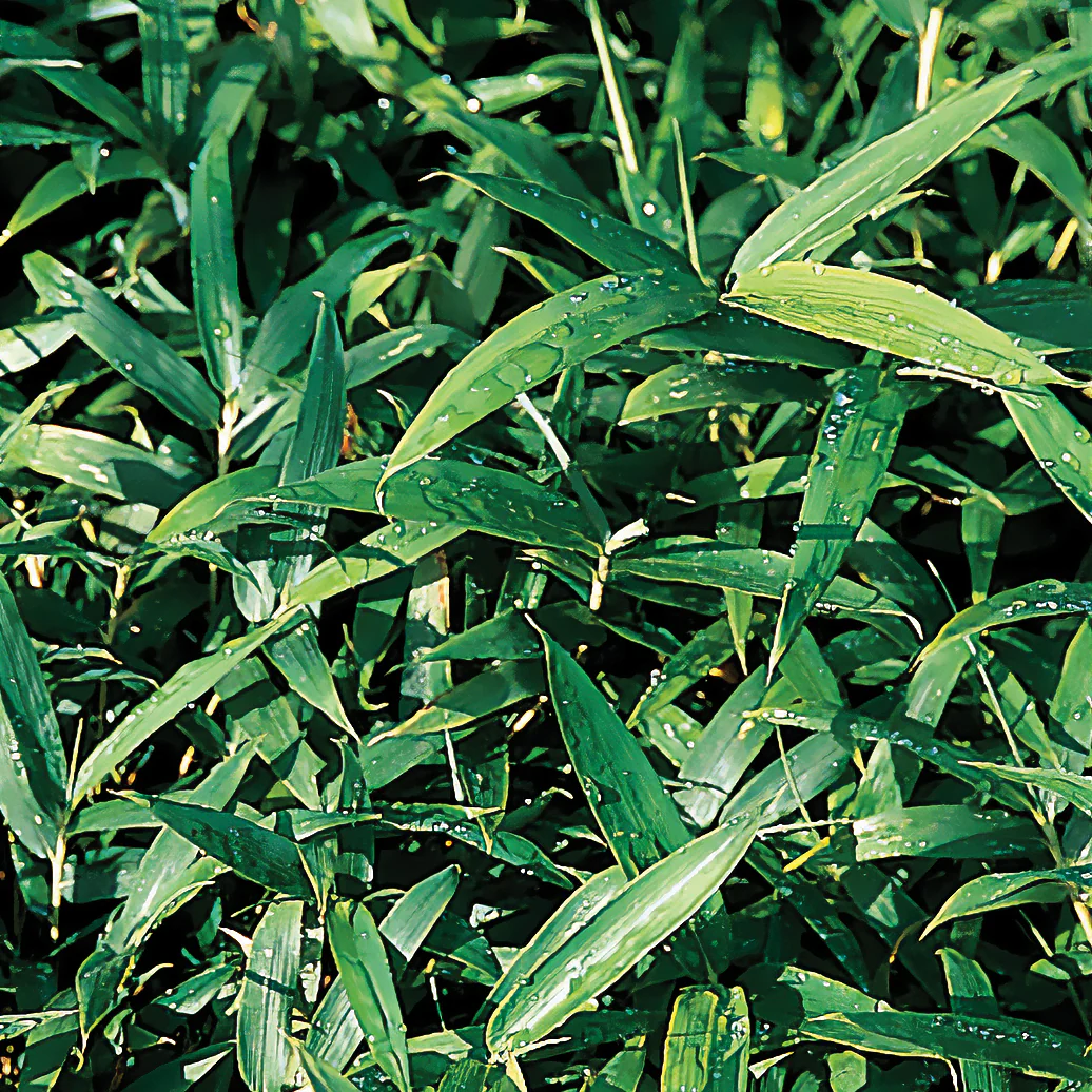 Pygmee bamboe - Image 3