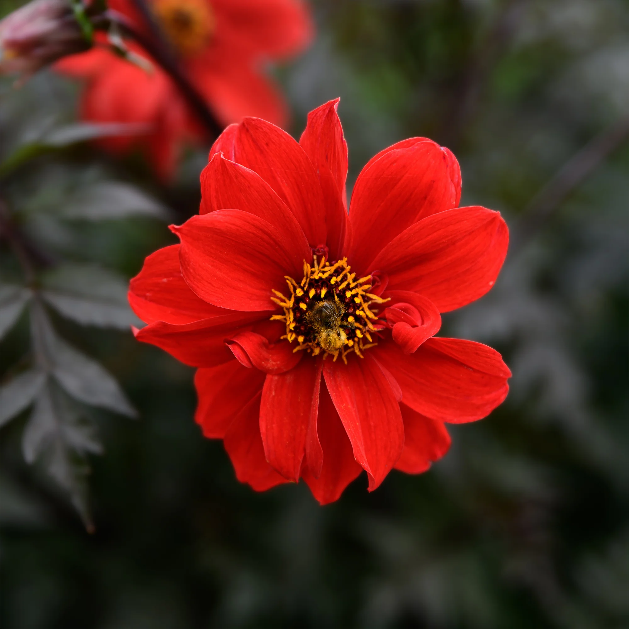 Rand dahlia Bishop of Llandaff - Image 2