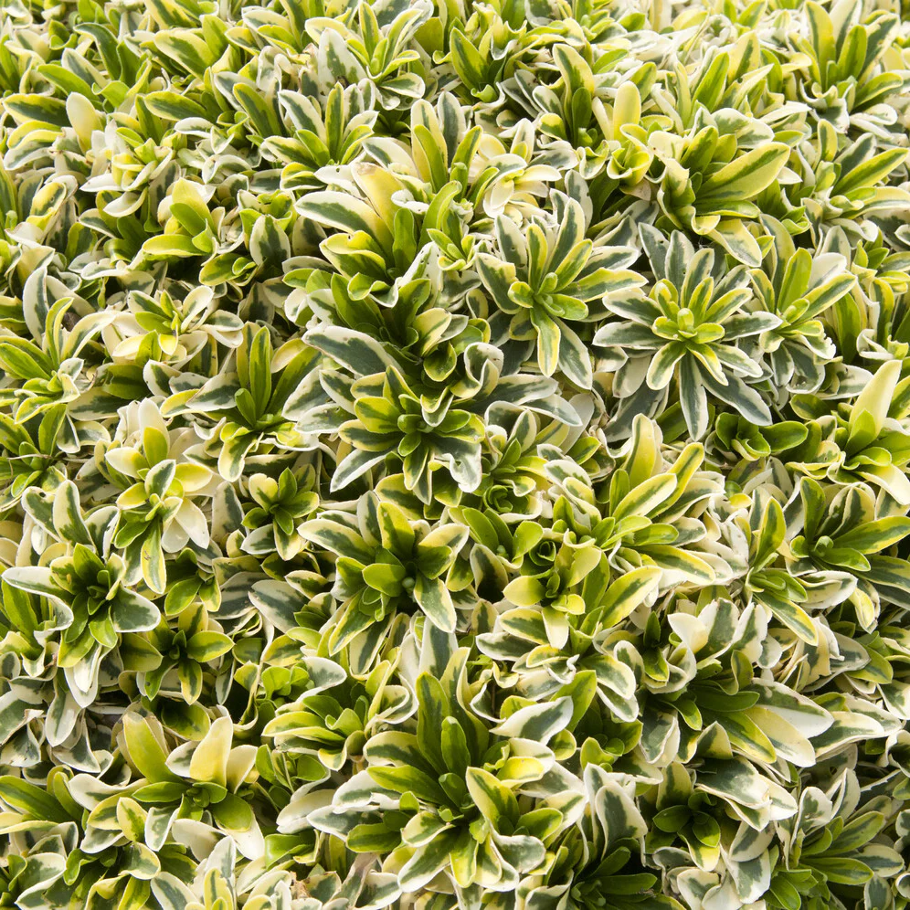 Randjesbloem Old Gold - Image 3
