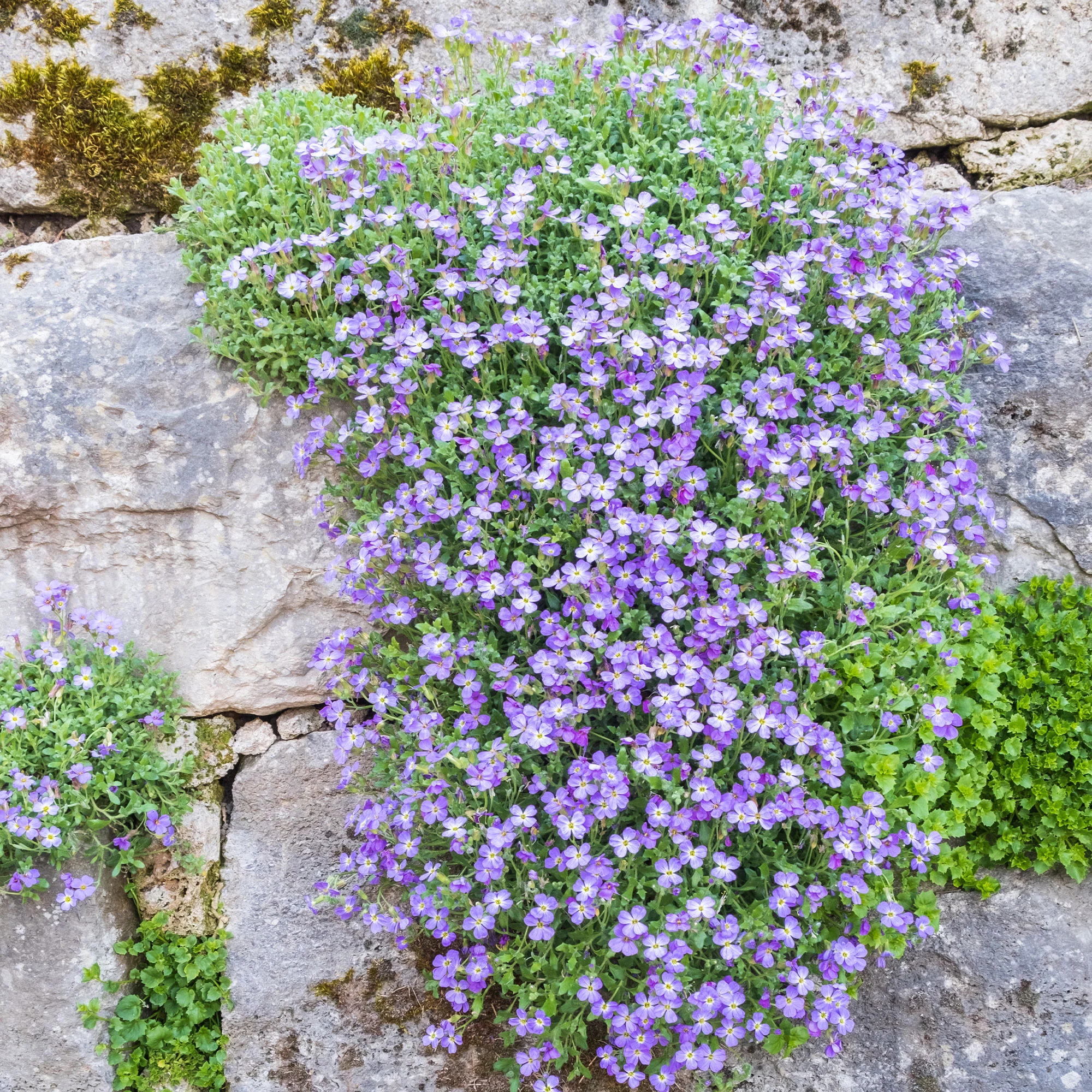 Miniatuur 2