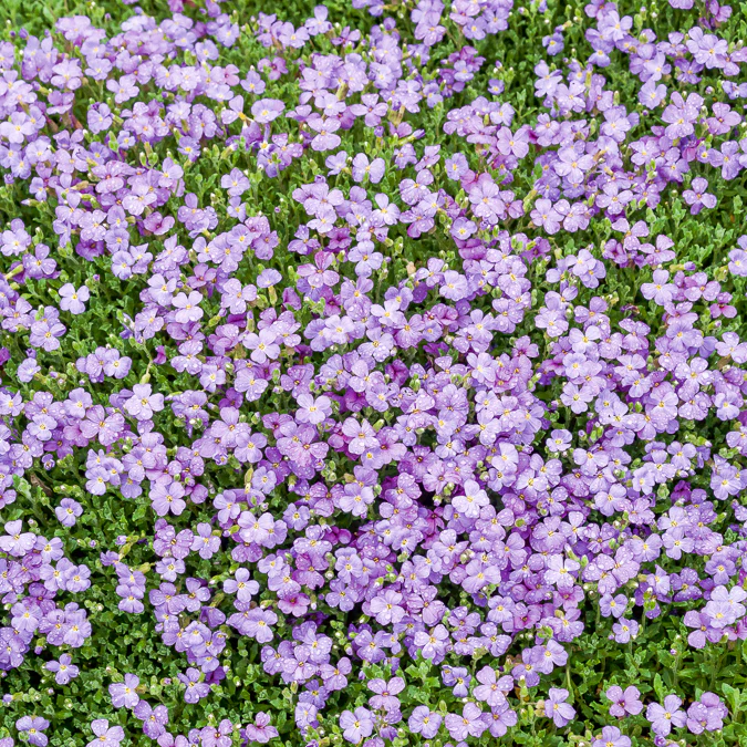 Randjesbloem / Blauwkussen Cascade Blue - Image 3