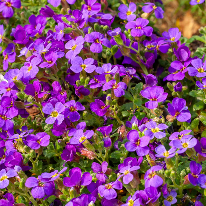 Randjesbloem / Blauwkussen Hamburger Stadtpark - Image 3