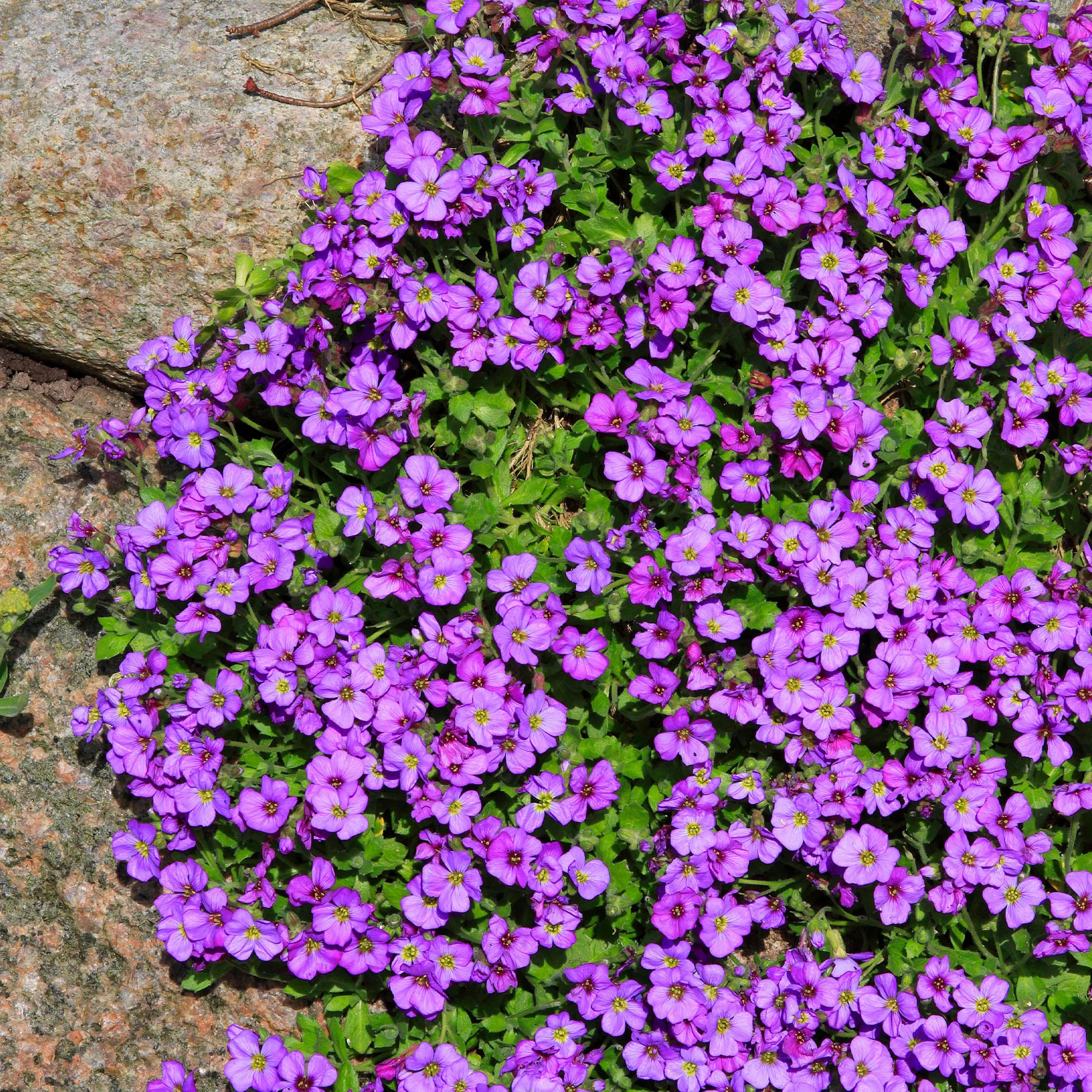 Randjesbloem / Blauwkussen Hamburger Stadtpark - Image 4