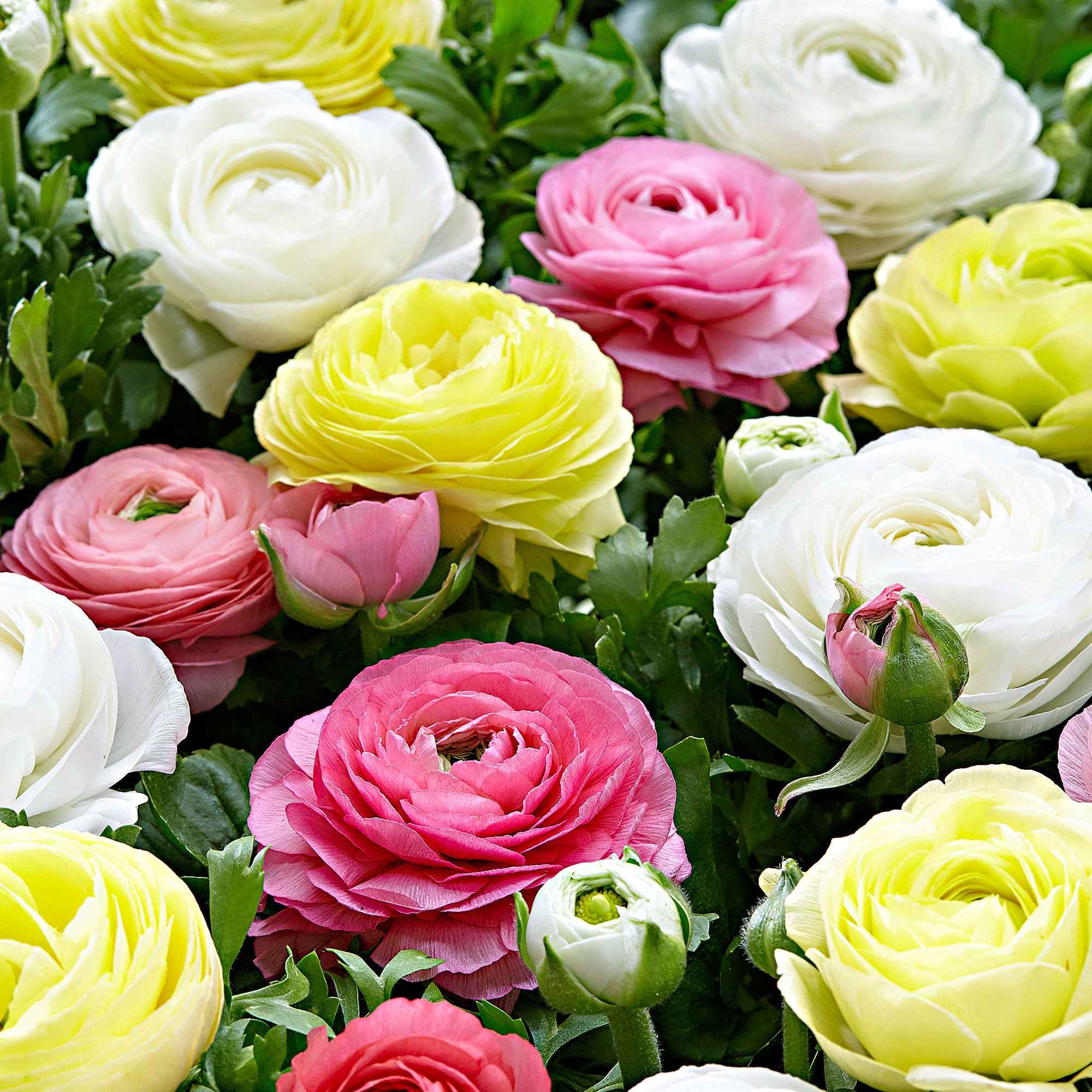 Ranonkel Mix 'Pastel' (x30)