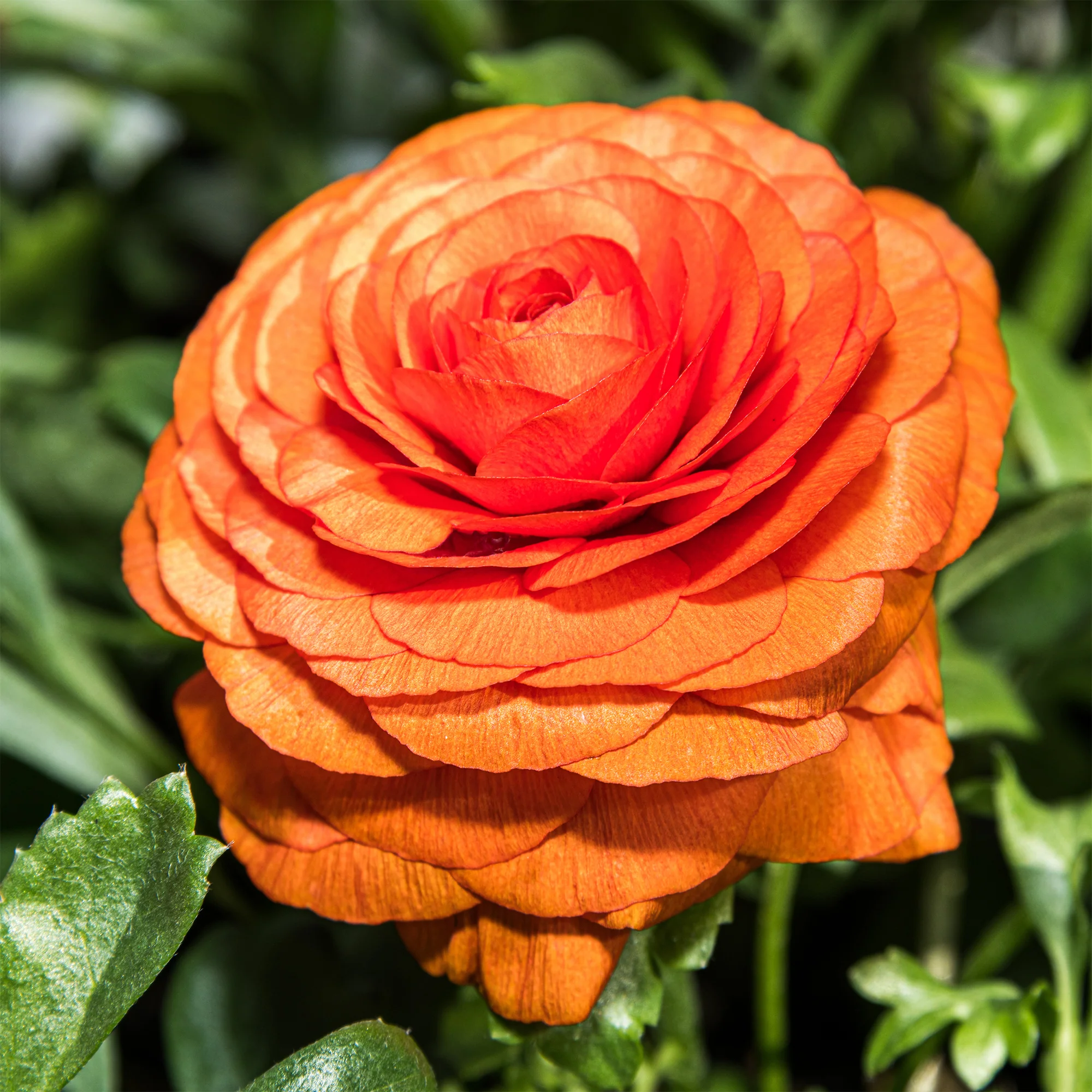 Ranonkel Orange Flame (10x)