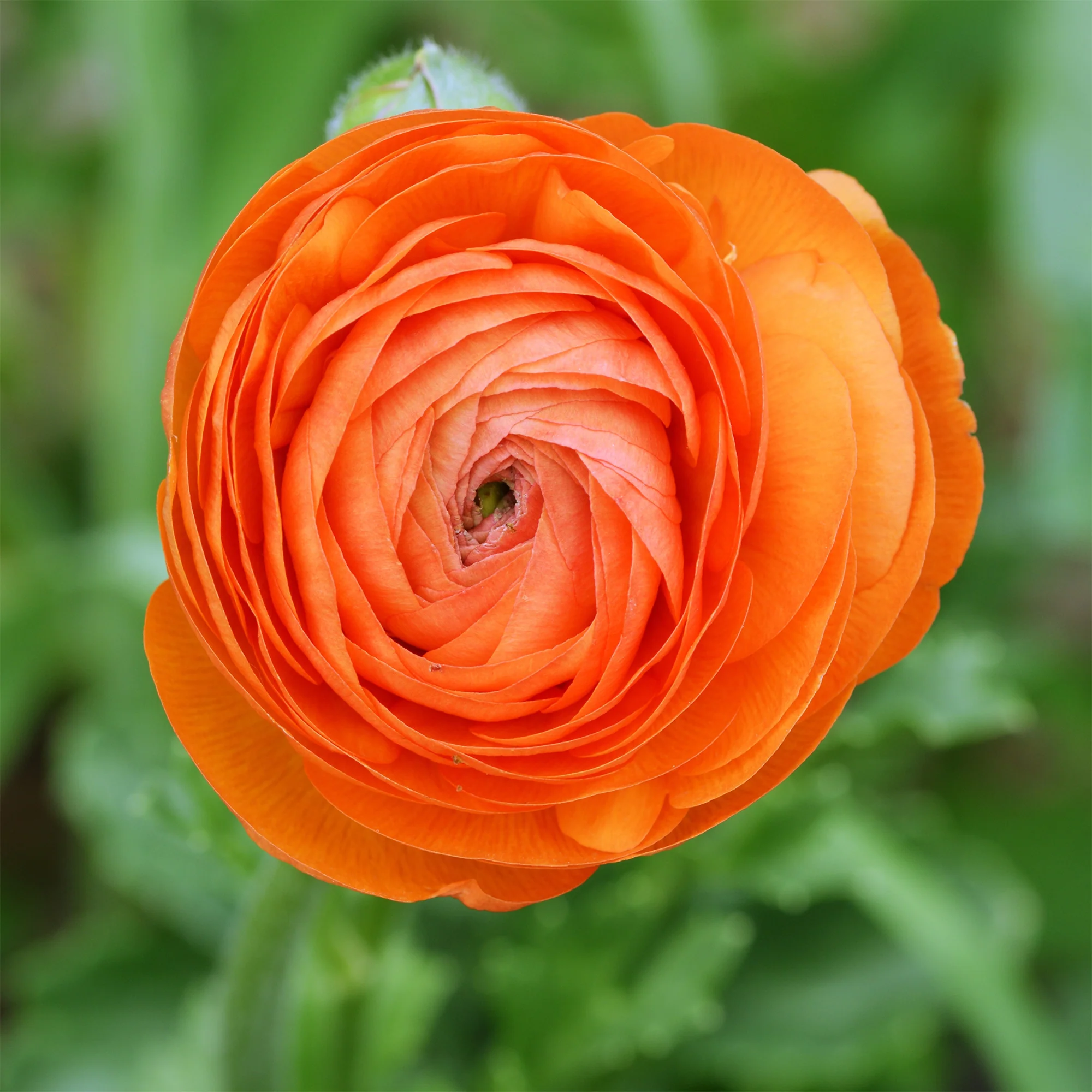 Ranonkel Orange Flame (10x) - Image 2