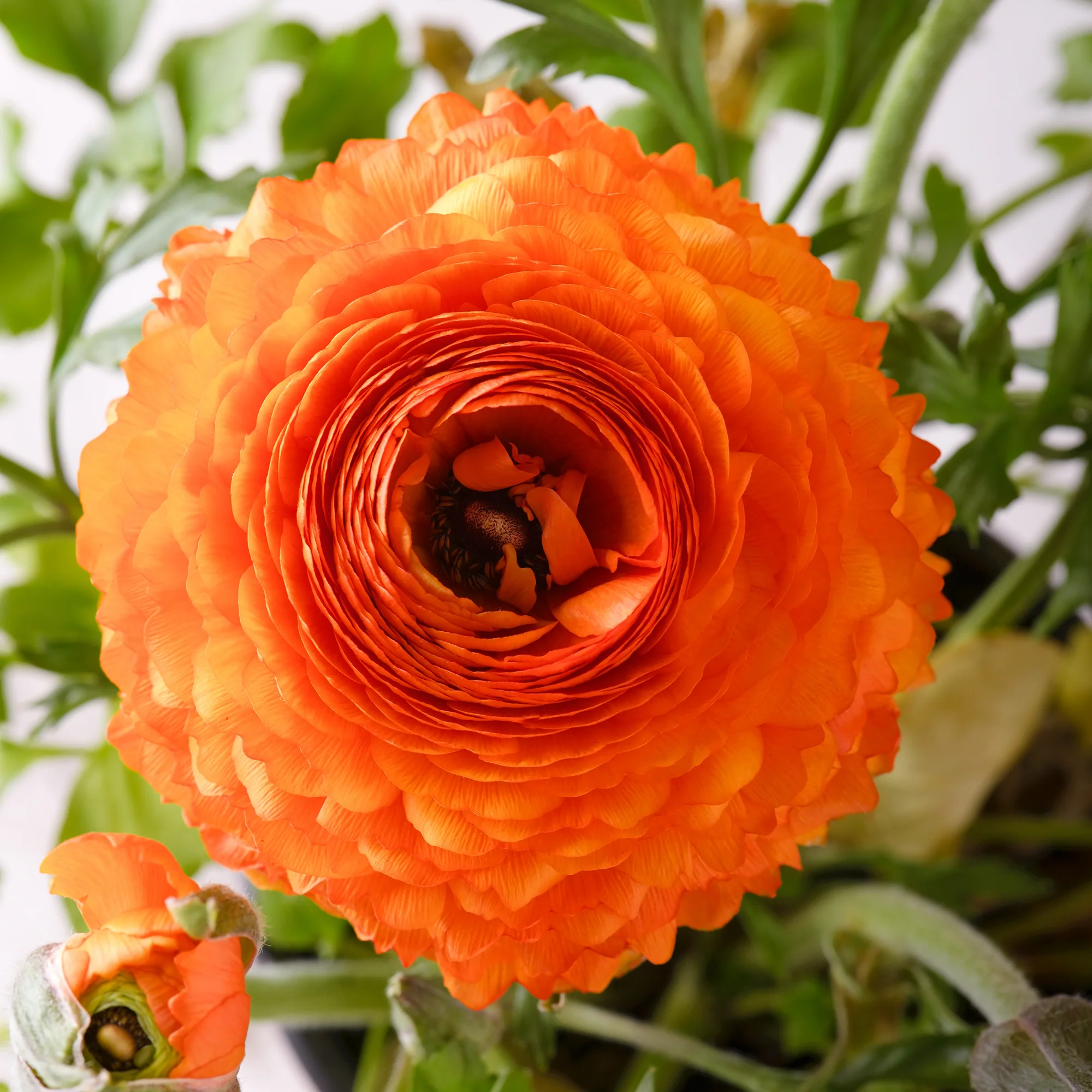 Ranonkel Orange Flame (10x) - Image 3