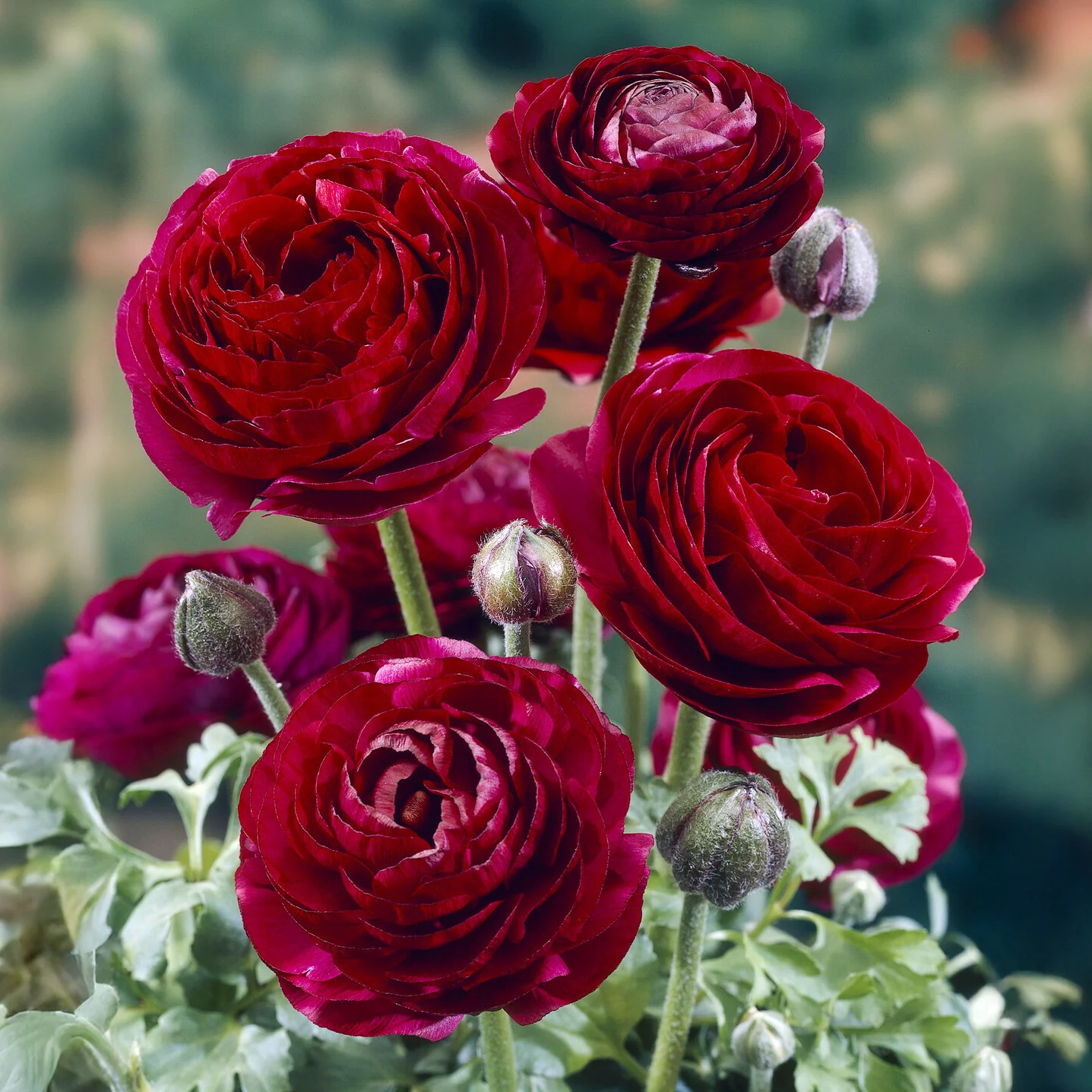 Ranonkel Pauline Violet (10x)