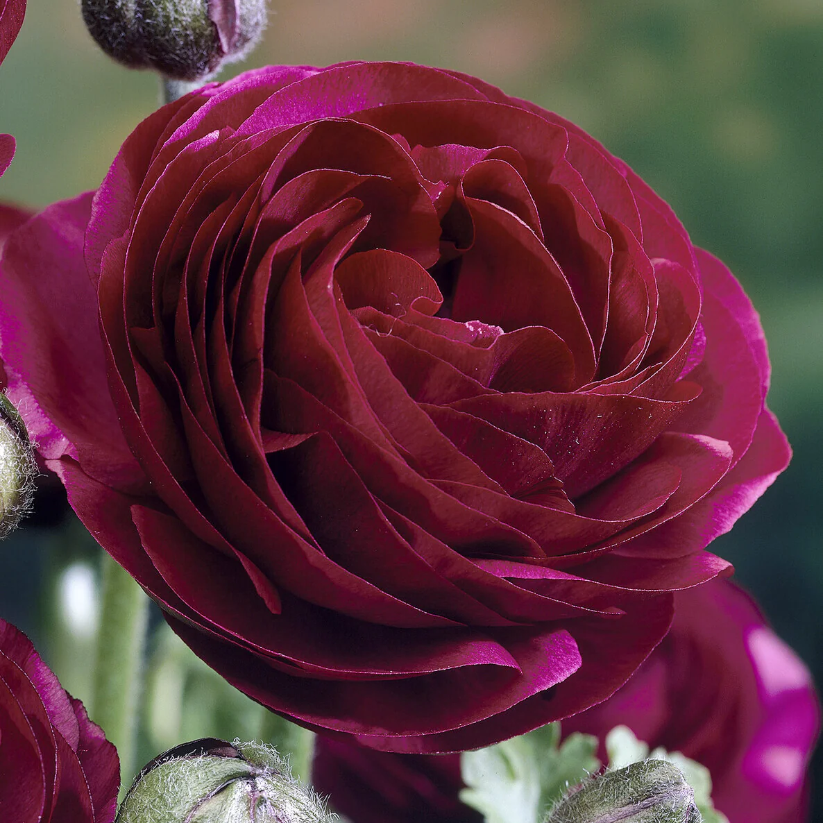 Ranonkel Pauline Violet (10x) - Image 2