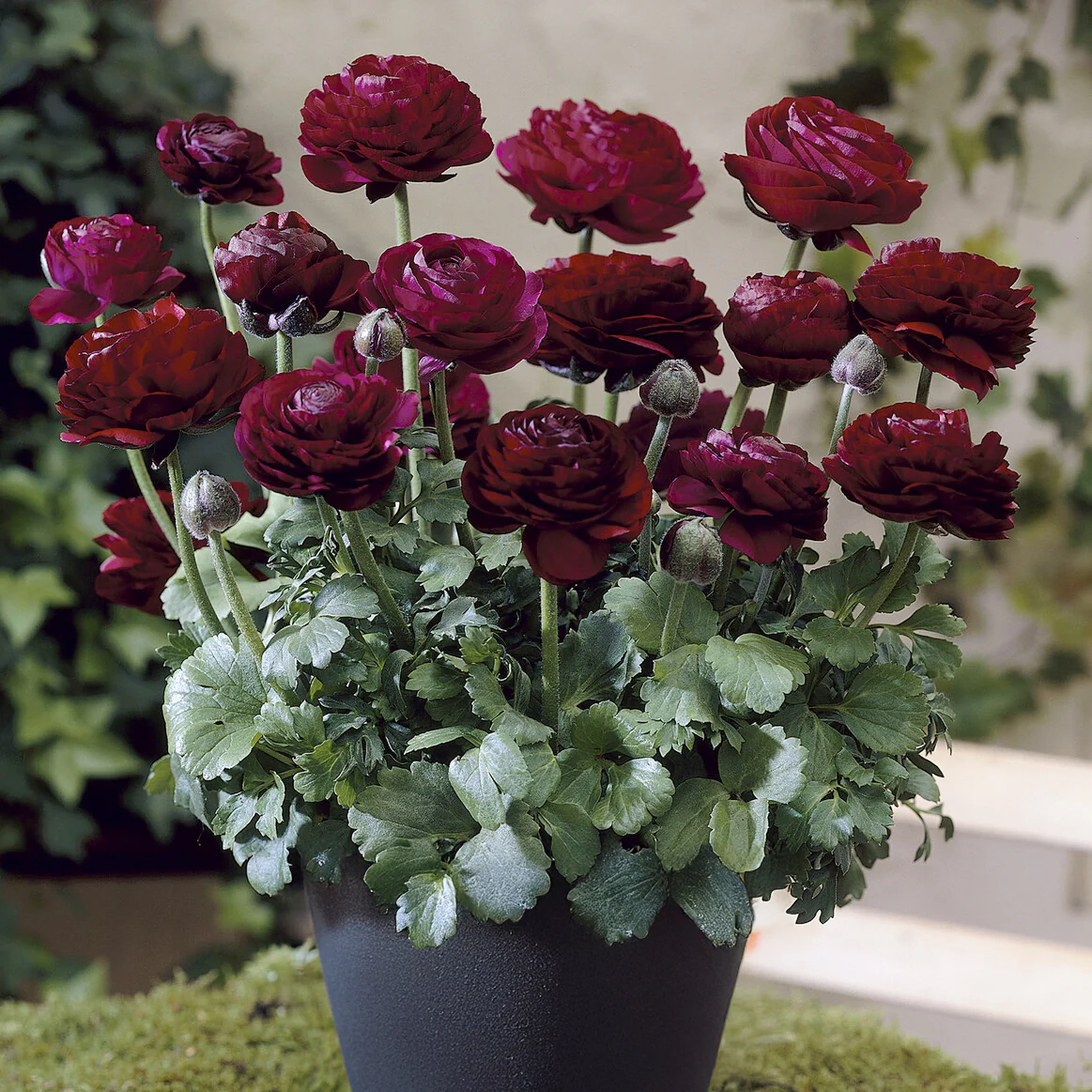 Ranonkel Pauline Violet (10x) - Image 3