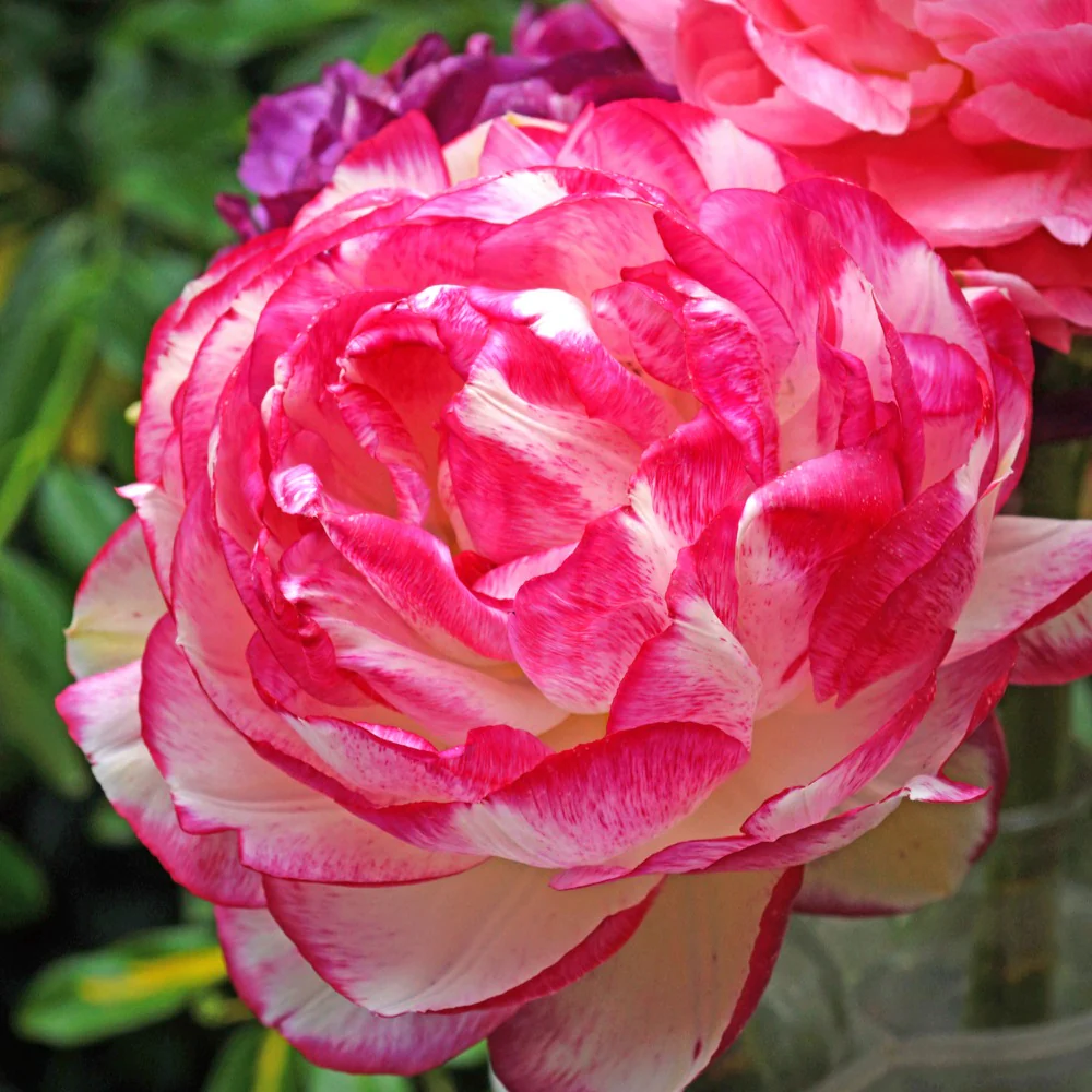 Ranonkel 'Picotee Pink' (x12) - Image 2