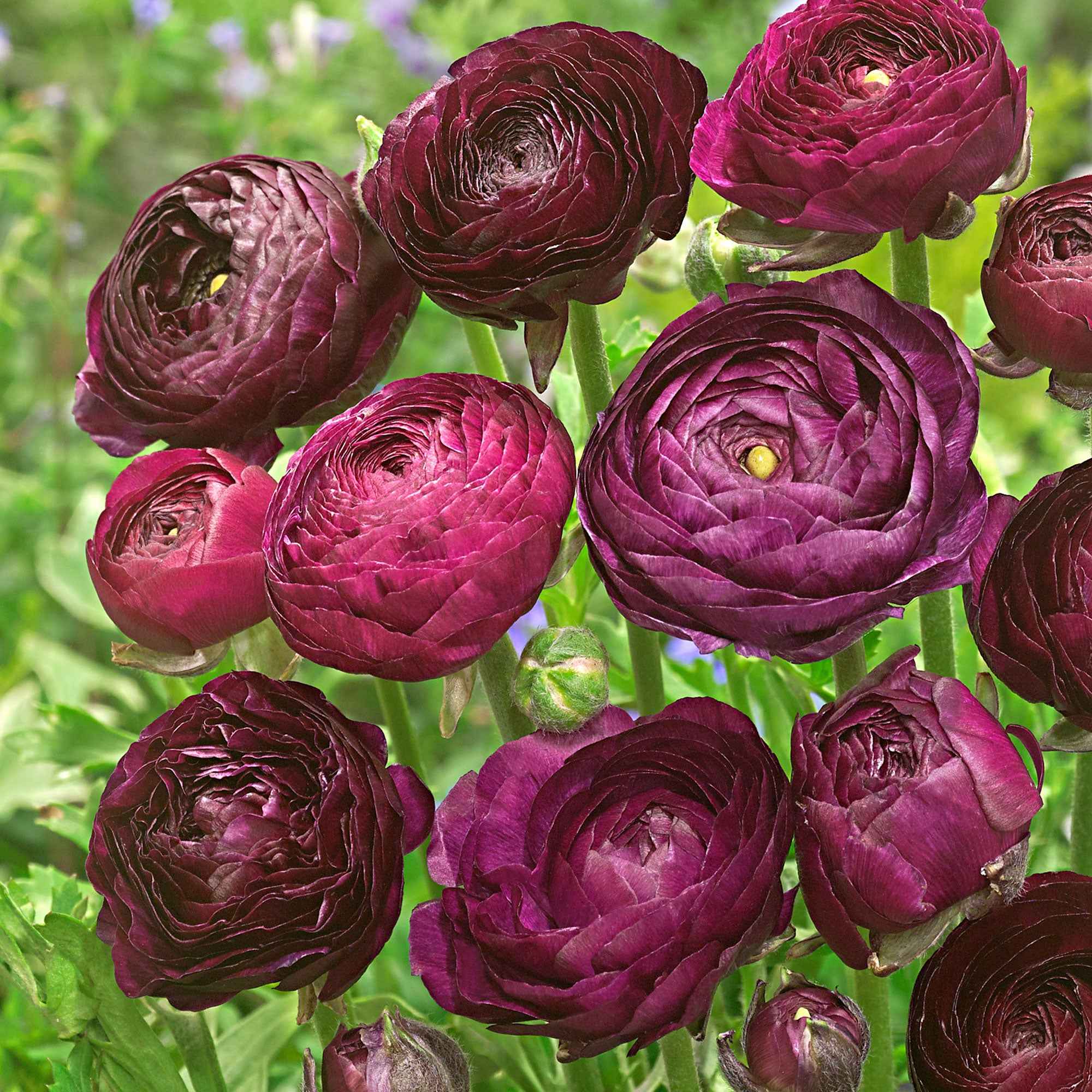 Ranonkel 'Purple Sensation' (x12)