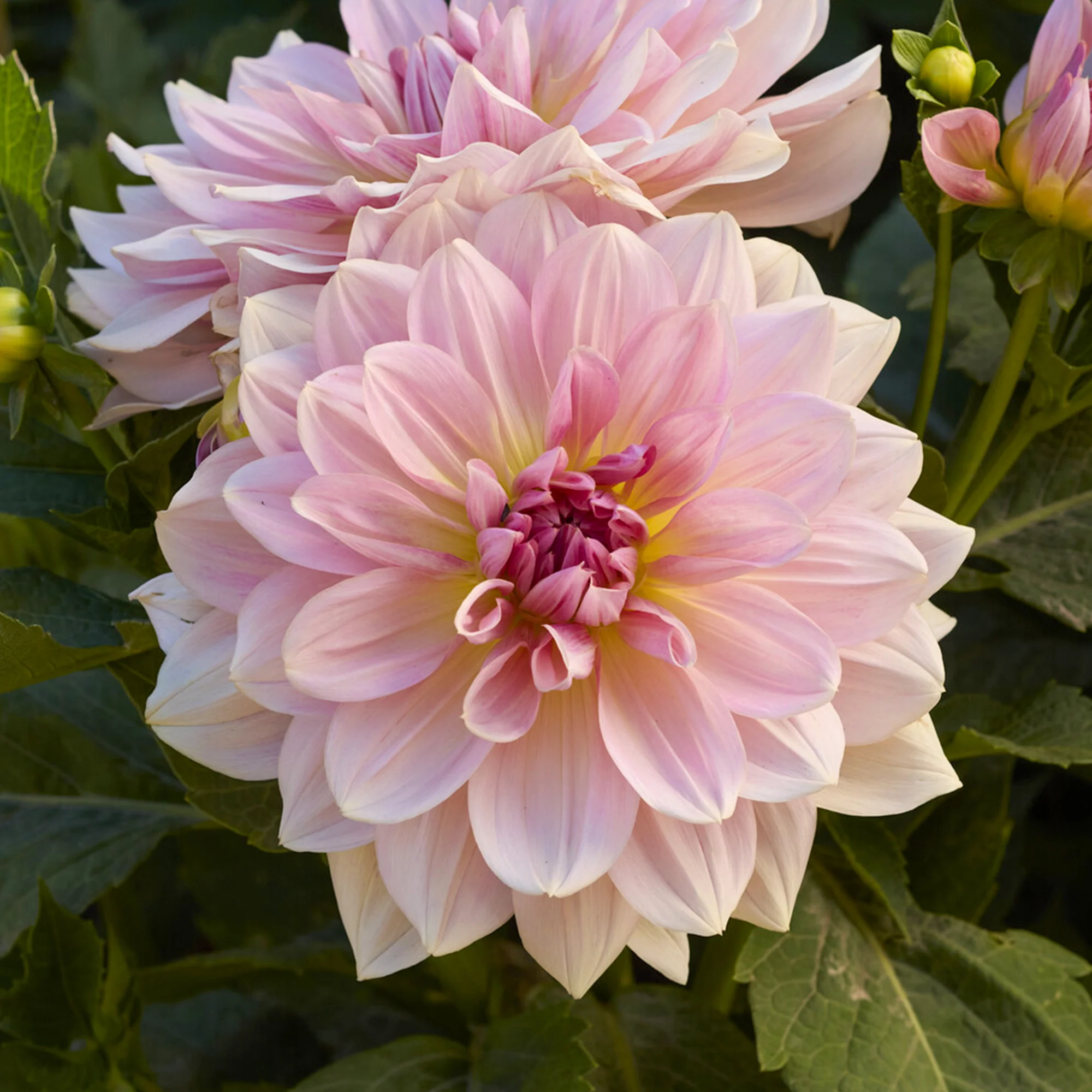 Reuzendahlia Fairway Pilot - Image 2