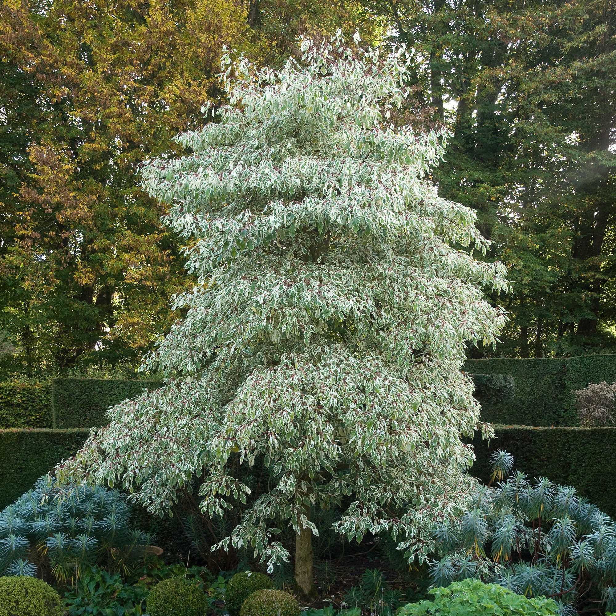 Reuzenkornoelje 'Variegata' - Image 4