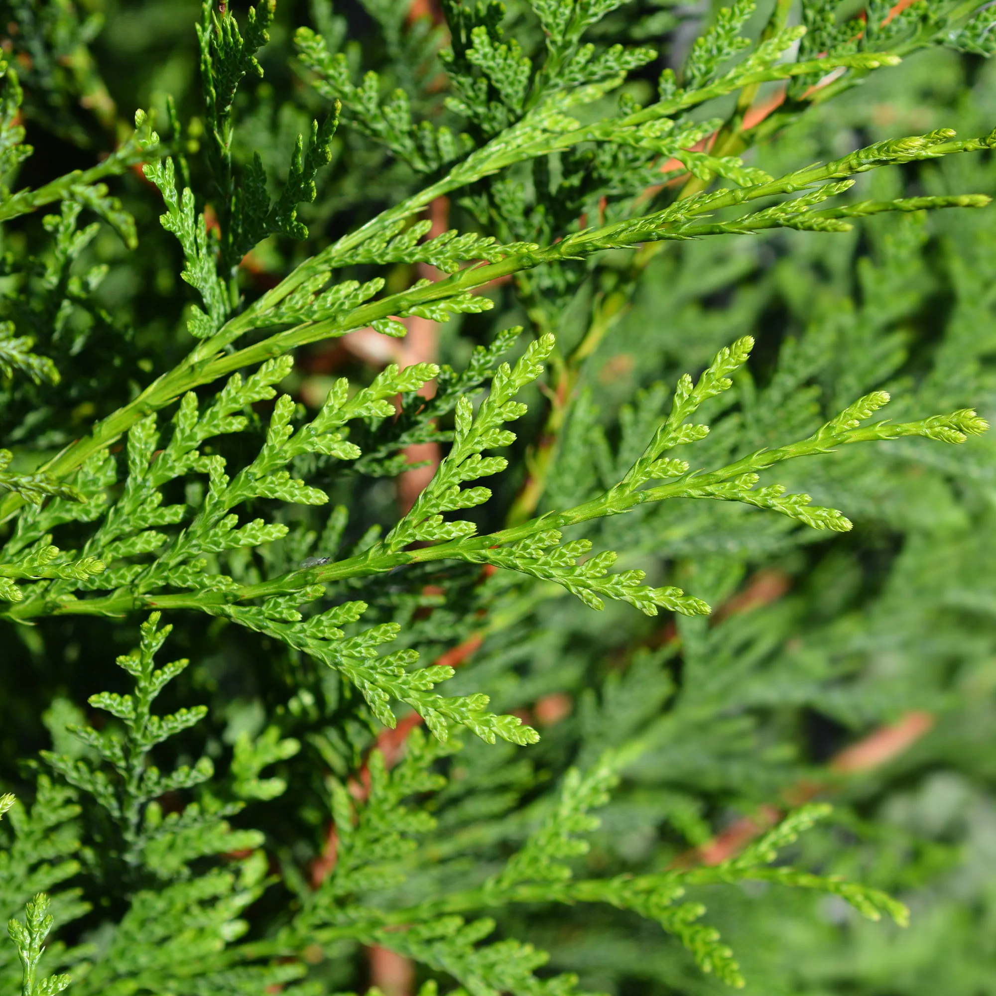 Reuzenlevensboom 'Atrovirens' - haag - Image 4