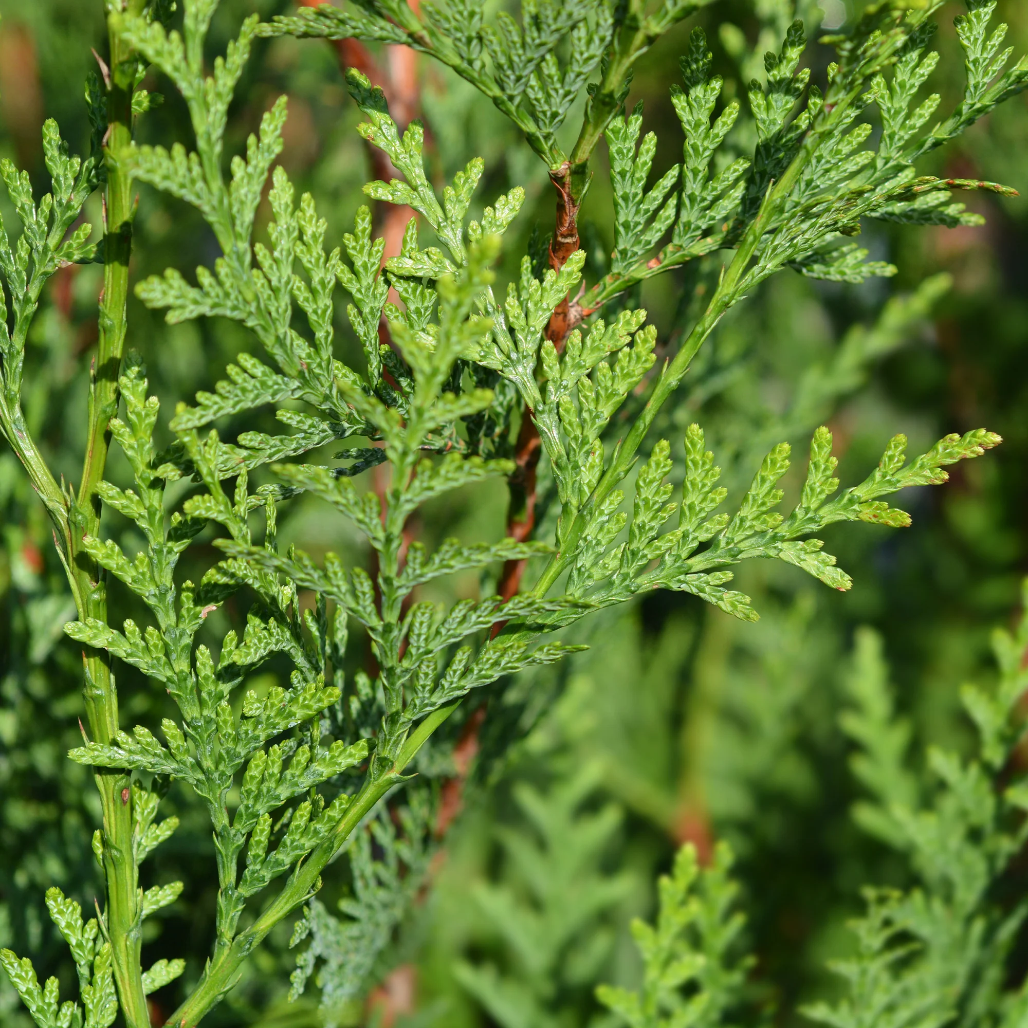 Reuzenlevensboom 'Atrovirens' - haag - Image 5