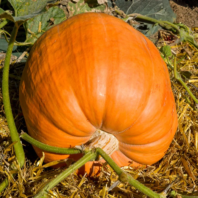 Reuzenpompoen 'Atlantic Giant' - Image 2