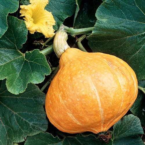Reuzenpompoen 'Potimarron' - Image 4