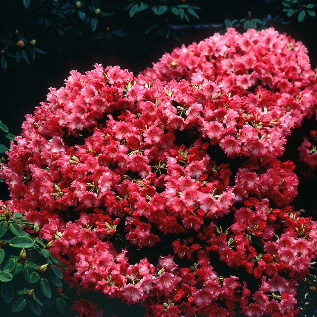 Rhododendron 'Baden Baden' - Image 2