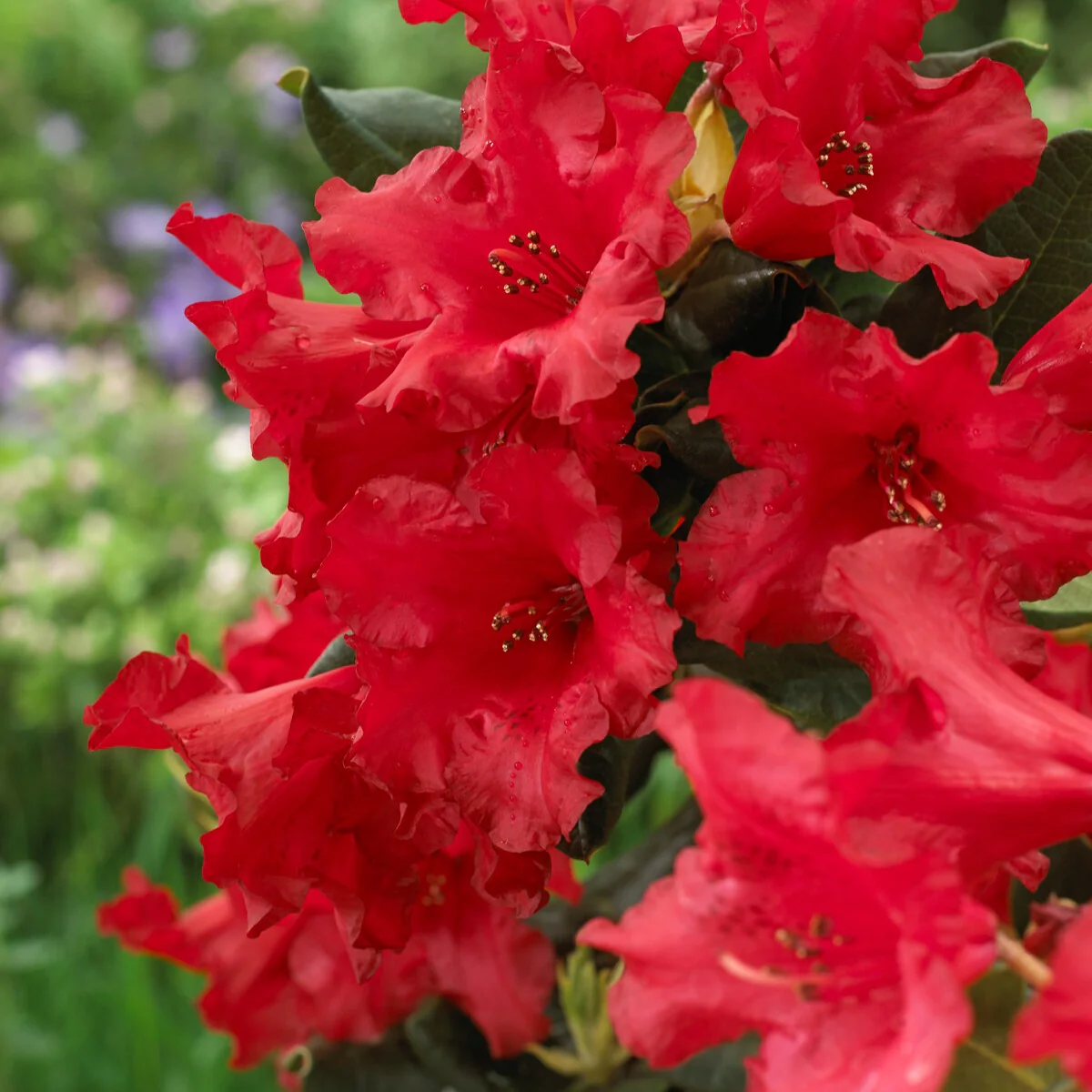 Rhododendron 'Baden Baden' - Image 3