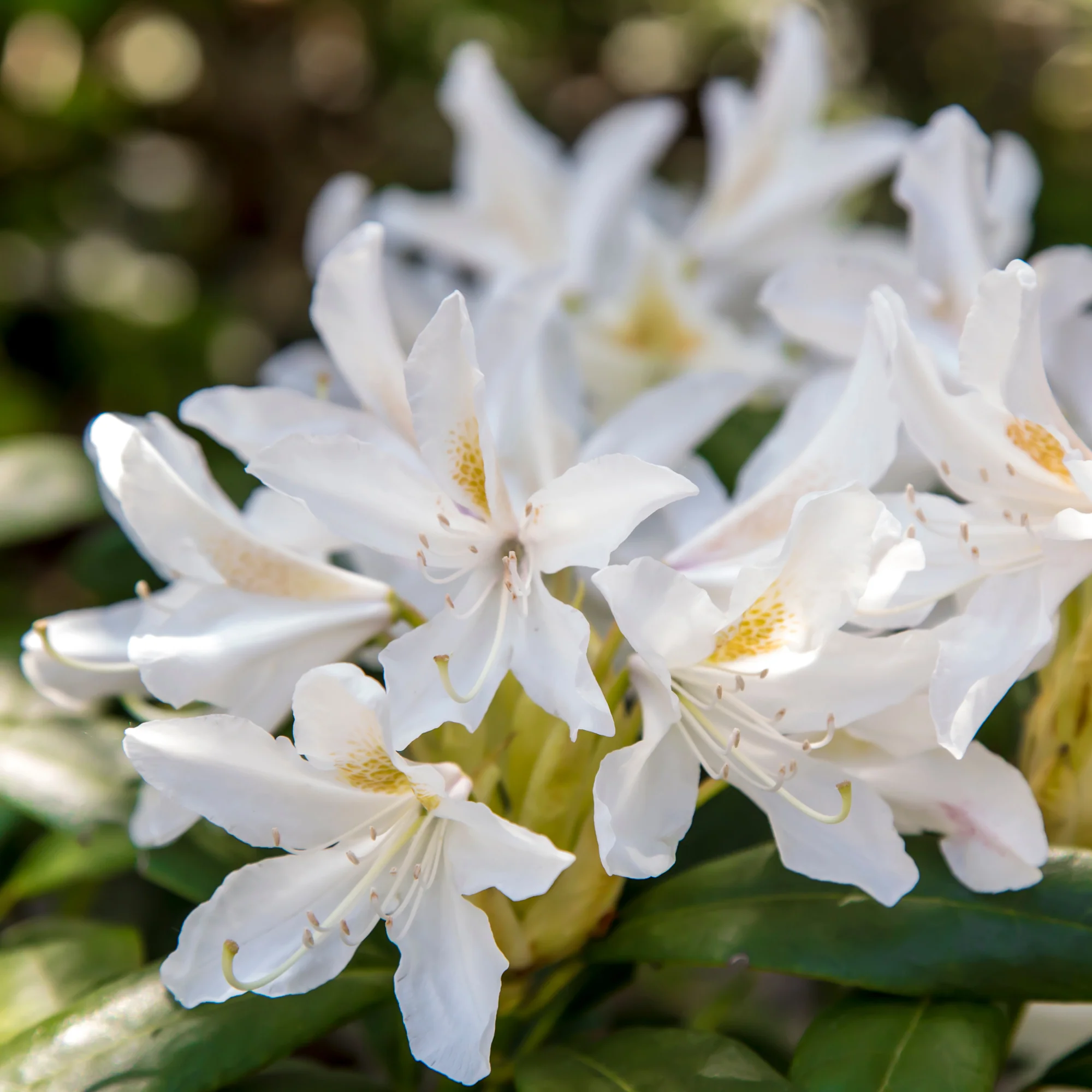 Rhododendron 'Cunningham's White' - Image 2