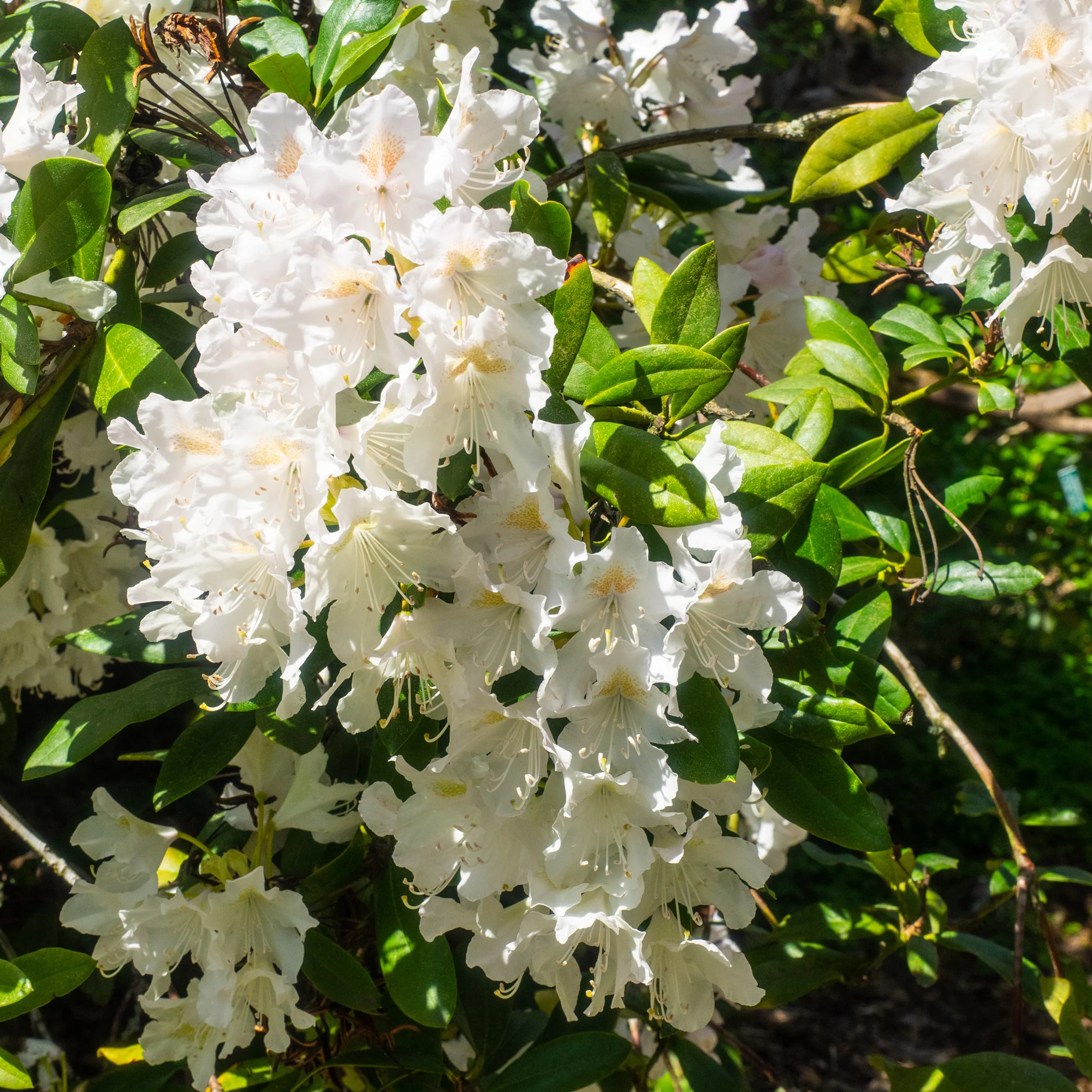 Rhododendron 'Cunningham's White' - Image 3