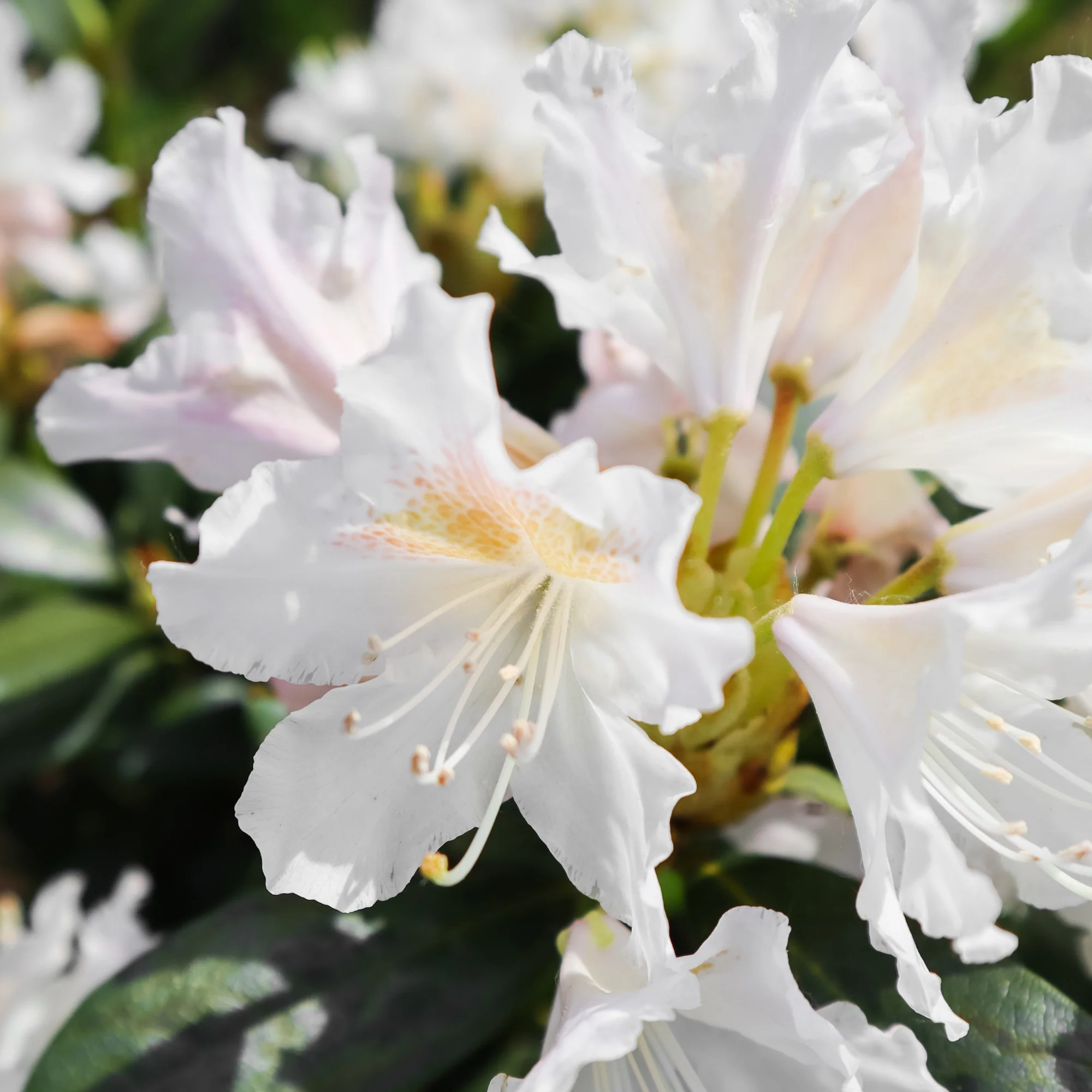 Rhododendron 'Cunningham's White' - Image 4