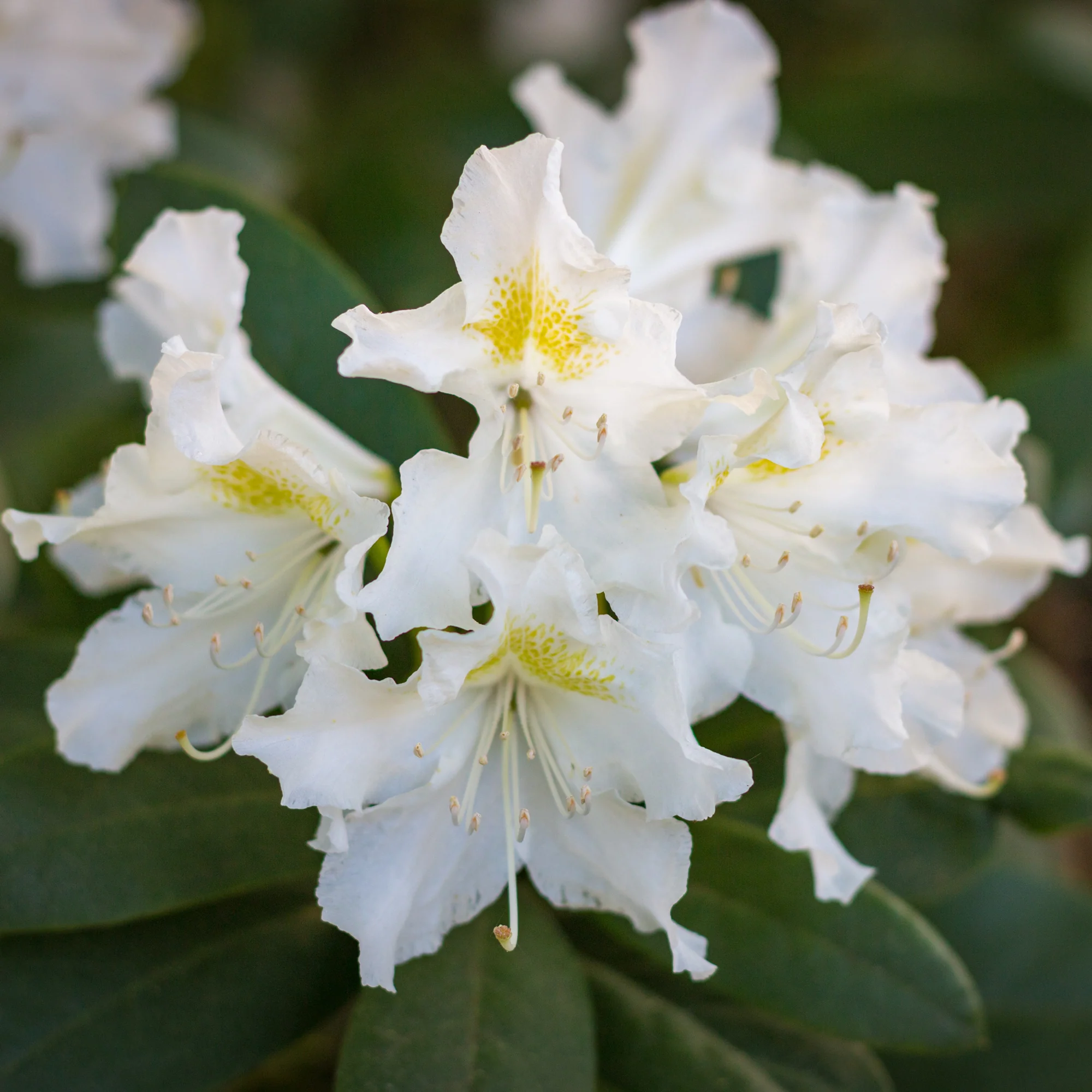 Rhododendron 'Cunningham's White' - Image 5